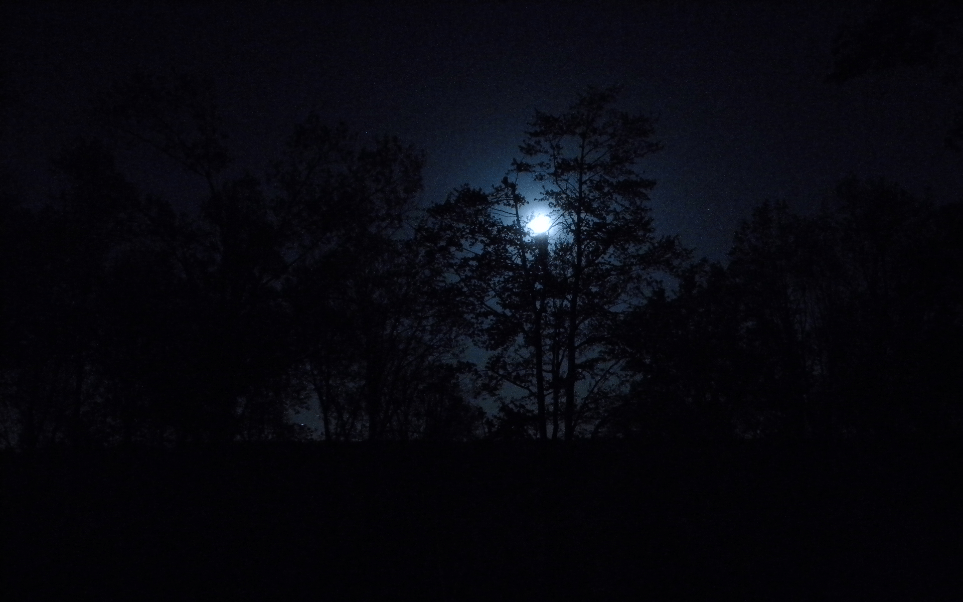 Dark Forests at Night. Nature trees dark night forest moon