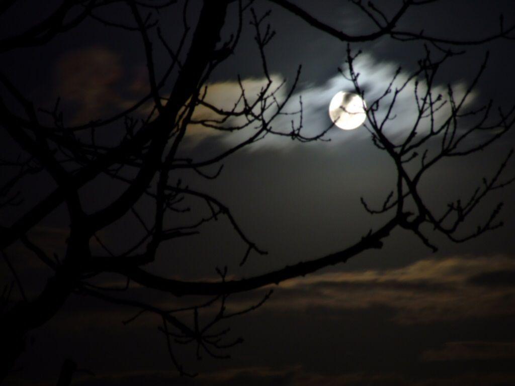 Dark Forest Night Moon HD Desktop Wallpaper, Instagram photo