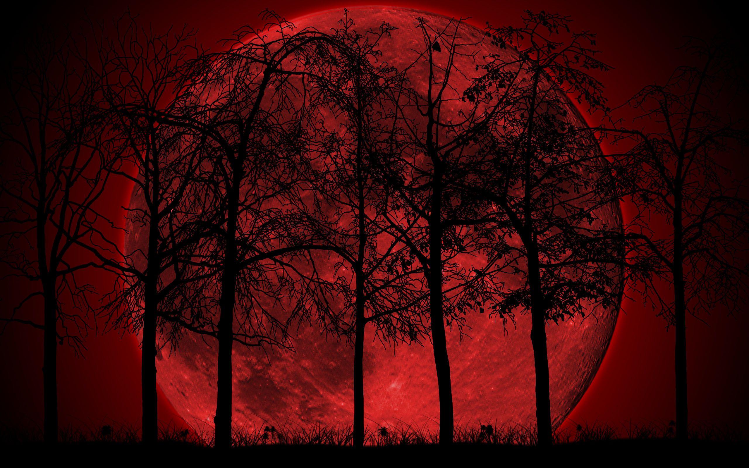 Dark Forest With Moon Wallpapers - Wallpaper Cave