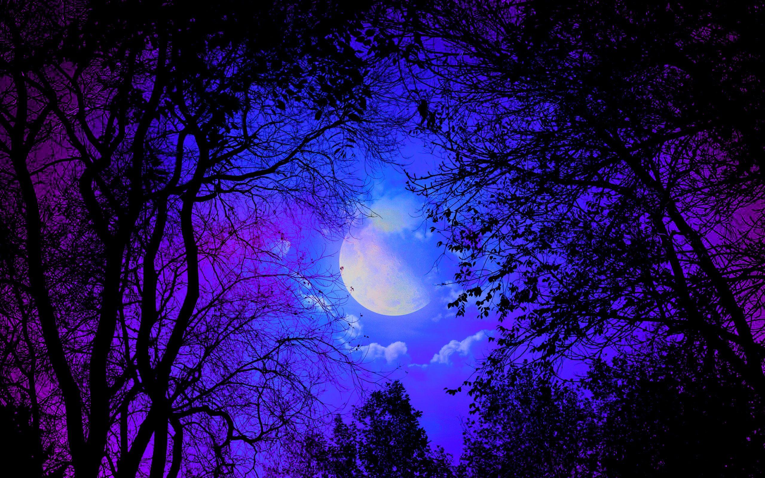 Forests: Blue Clouds Moon Quiet Night Forest Trres HD Wallpaper