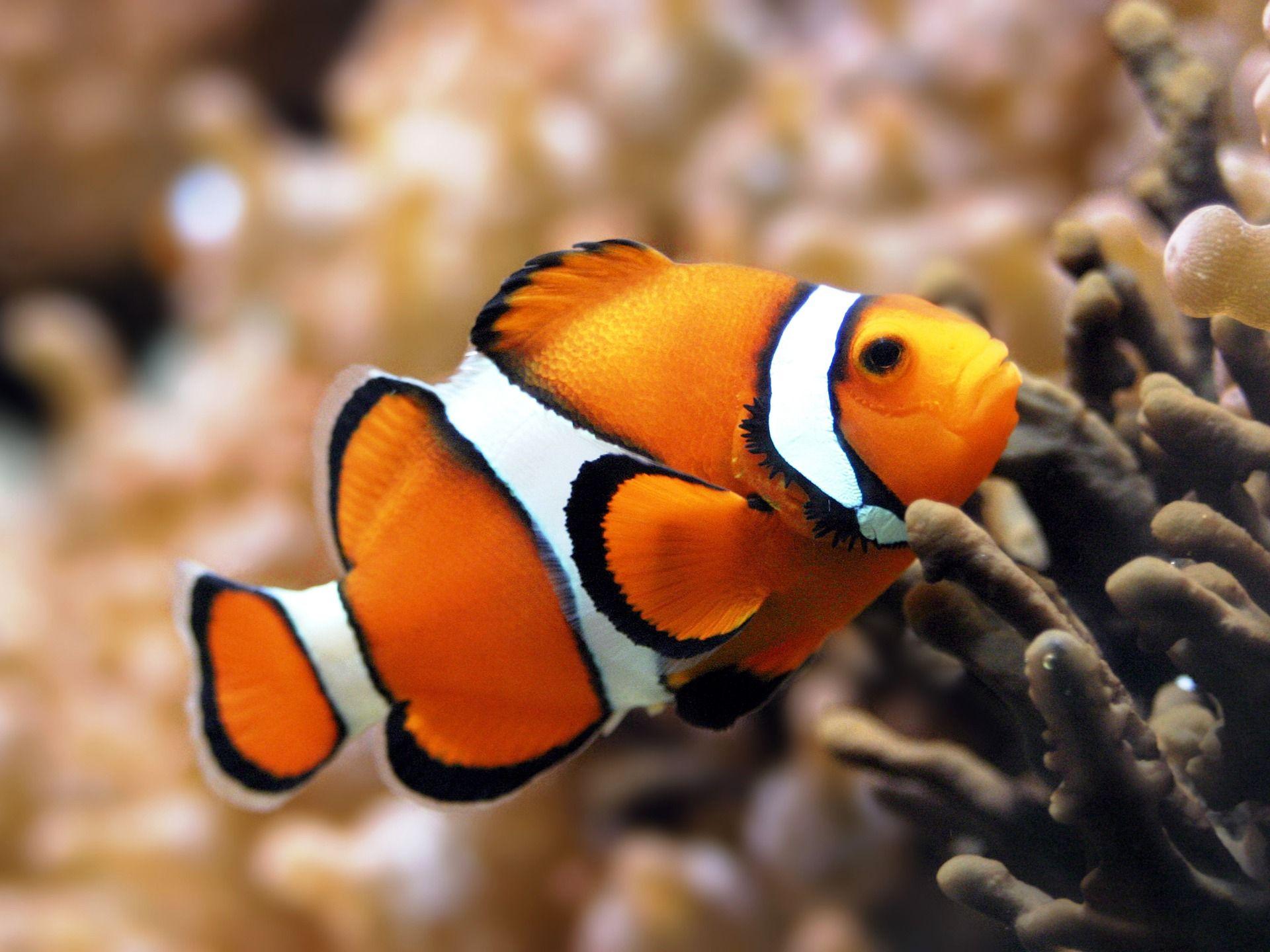 Orange Clownfish Wallpaper Fish Animals Wallpaper in jpg format