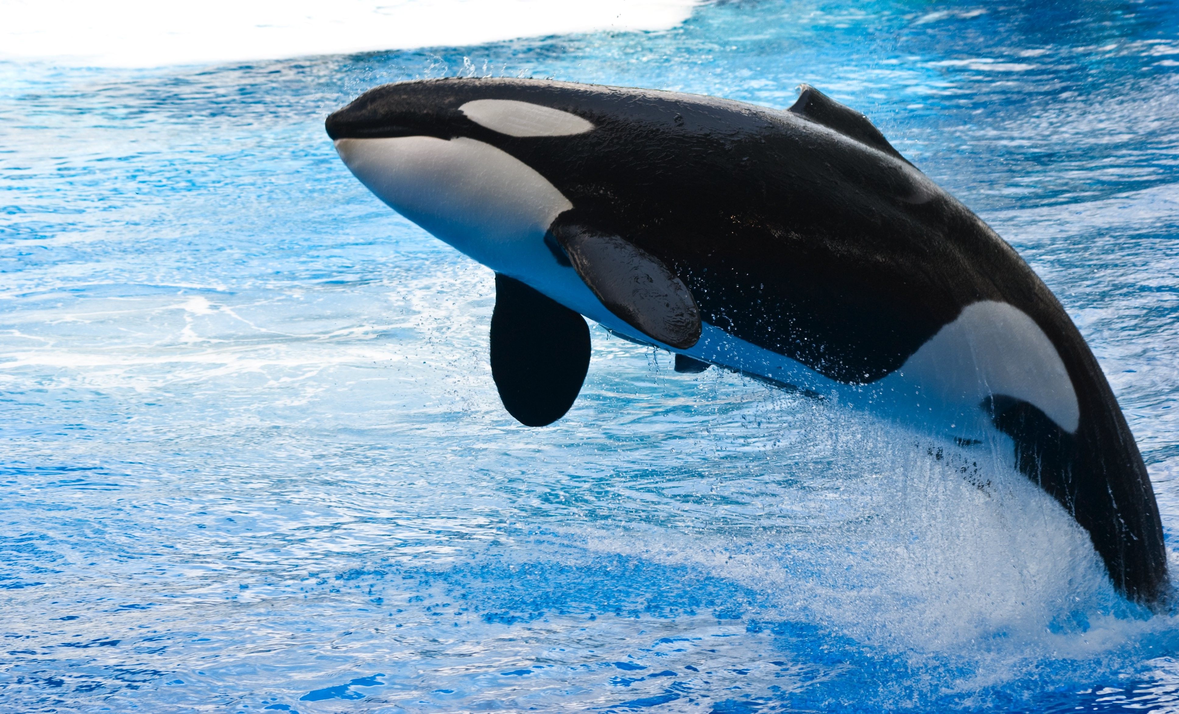 orca, Animals, Whale, Water, Jumping Wallpaper HD / Desktop