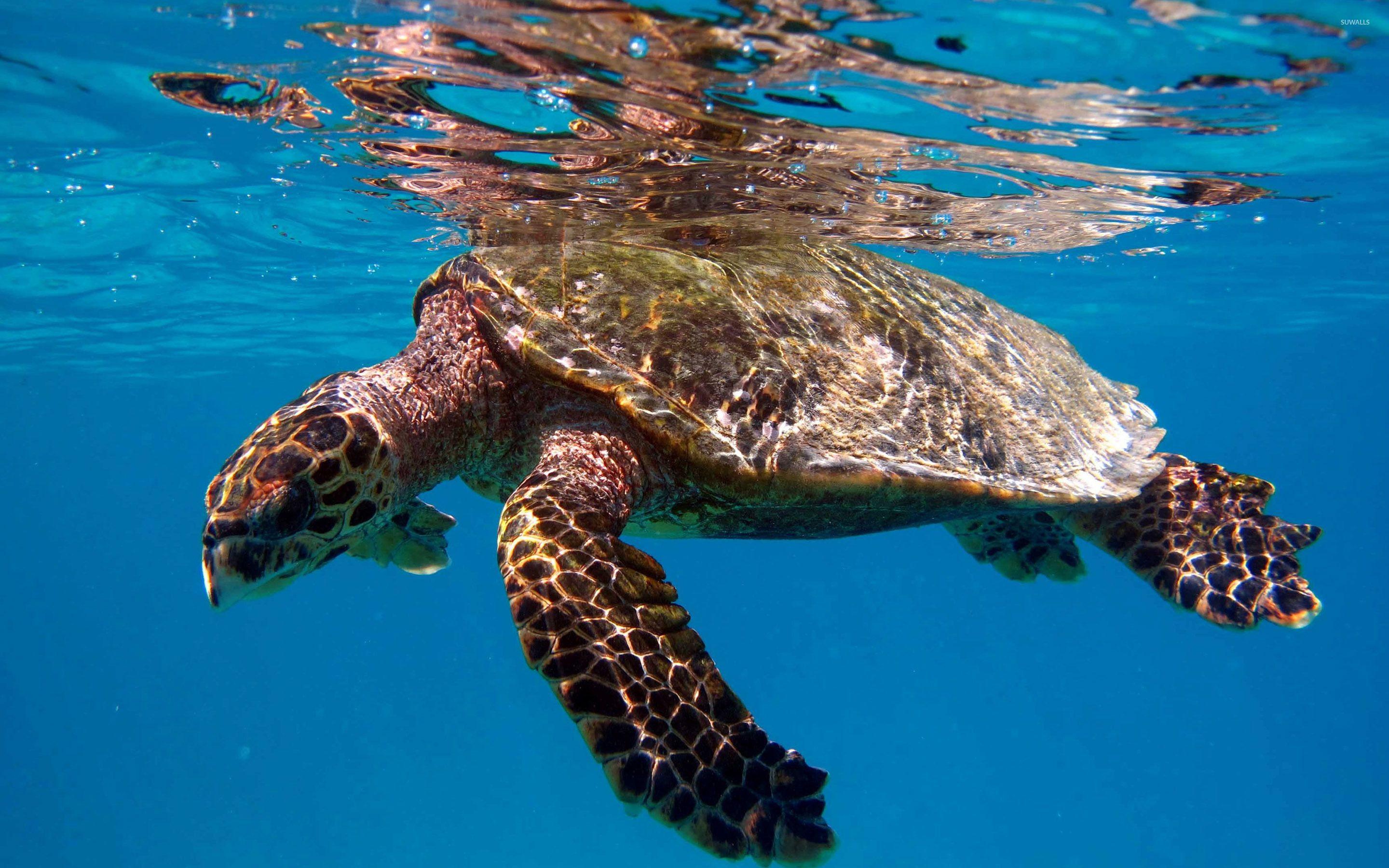 Turtle swimming in the clear blue water wallpaper