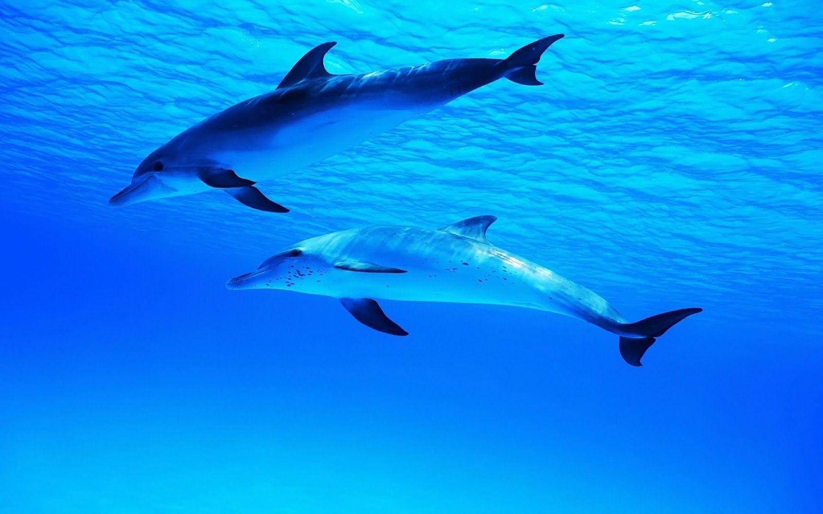 Cute Baby Dolphins Swimming Wallpaper Background Dolphin Picture