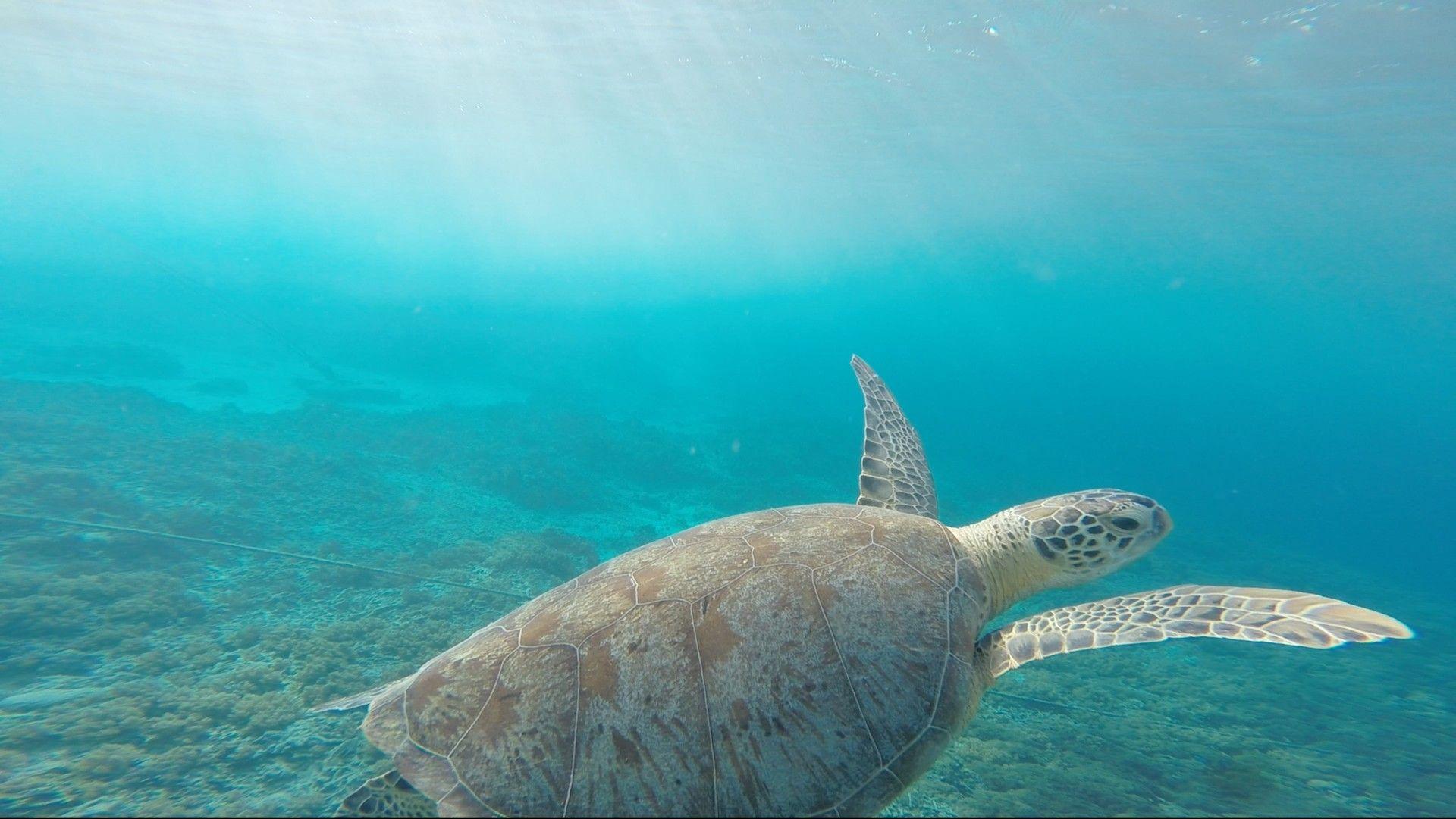 Turtles Sea Water Animal HD Wallpaper, HD Wallpaper Portal