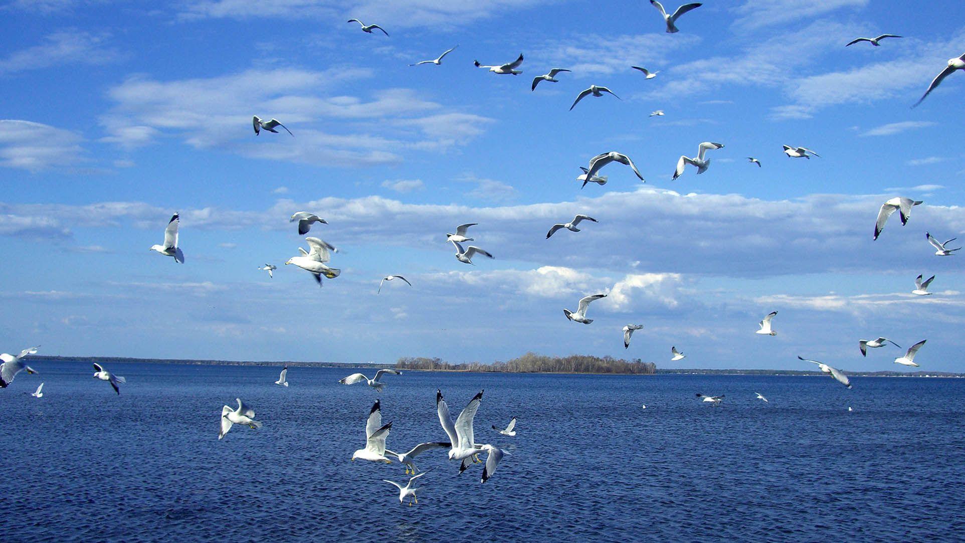 Seagulls, Above, The, Water, HD Animal Wallpaper, Widescreen