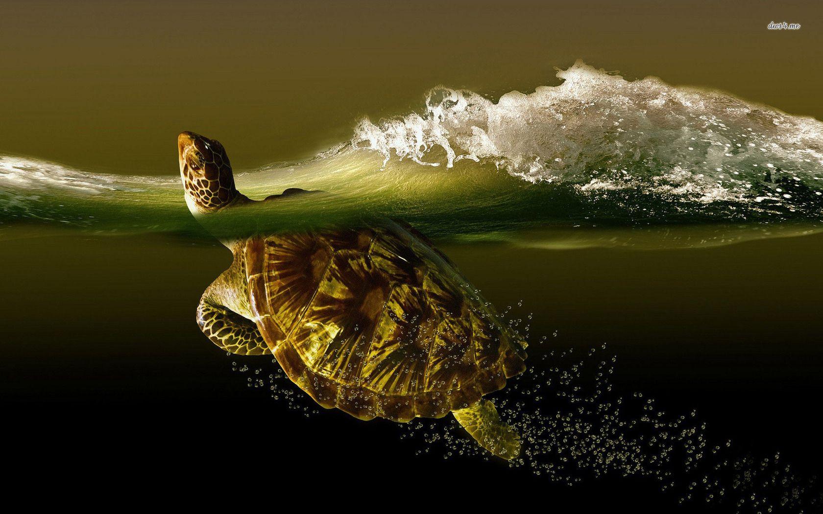 Turtle in the water wallpaper wallpaper