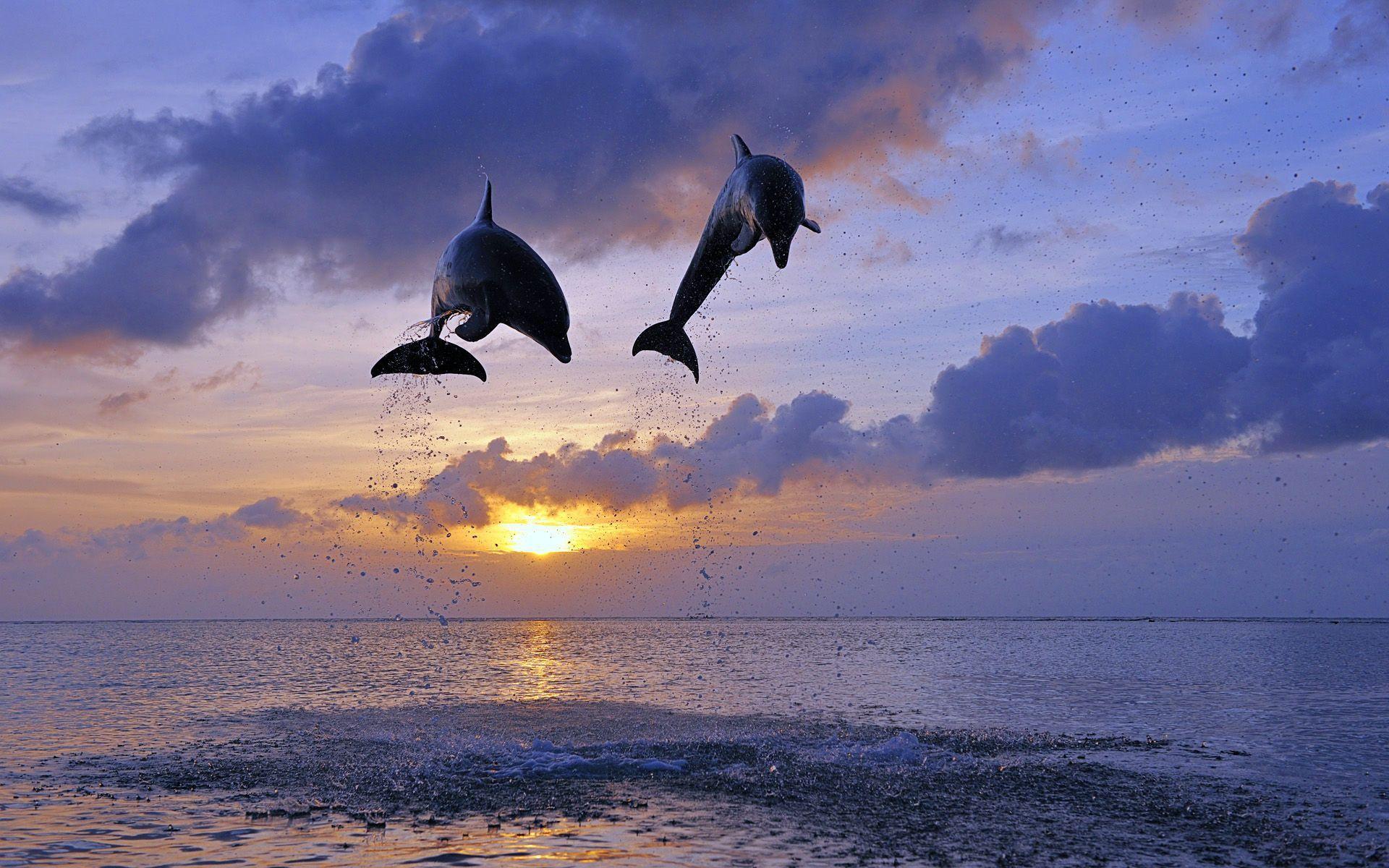 Dolphins Sunbathing Sunrise Sunset Ocean Sky Mammals Water Nature