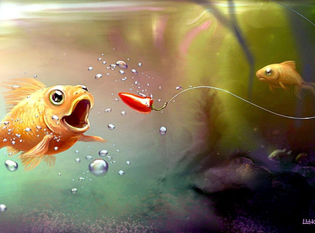 Fish Bait Water Animal Wallpaper. Wallpaper Background Gallery