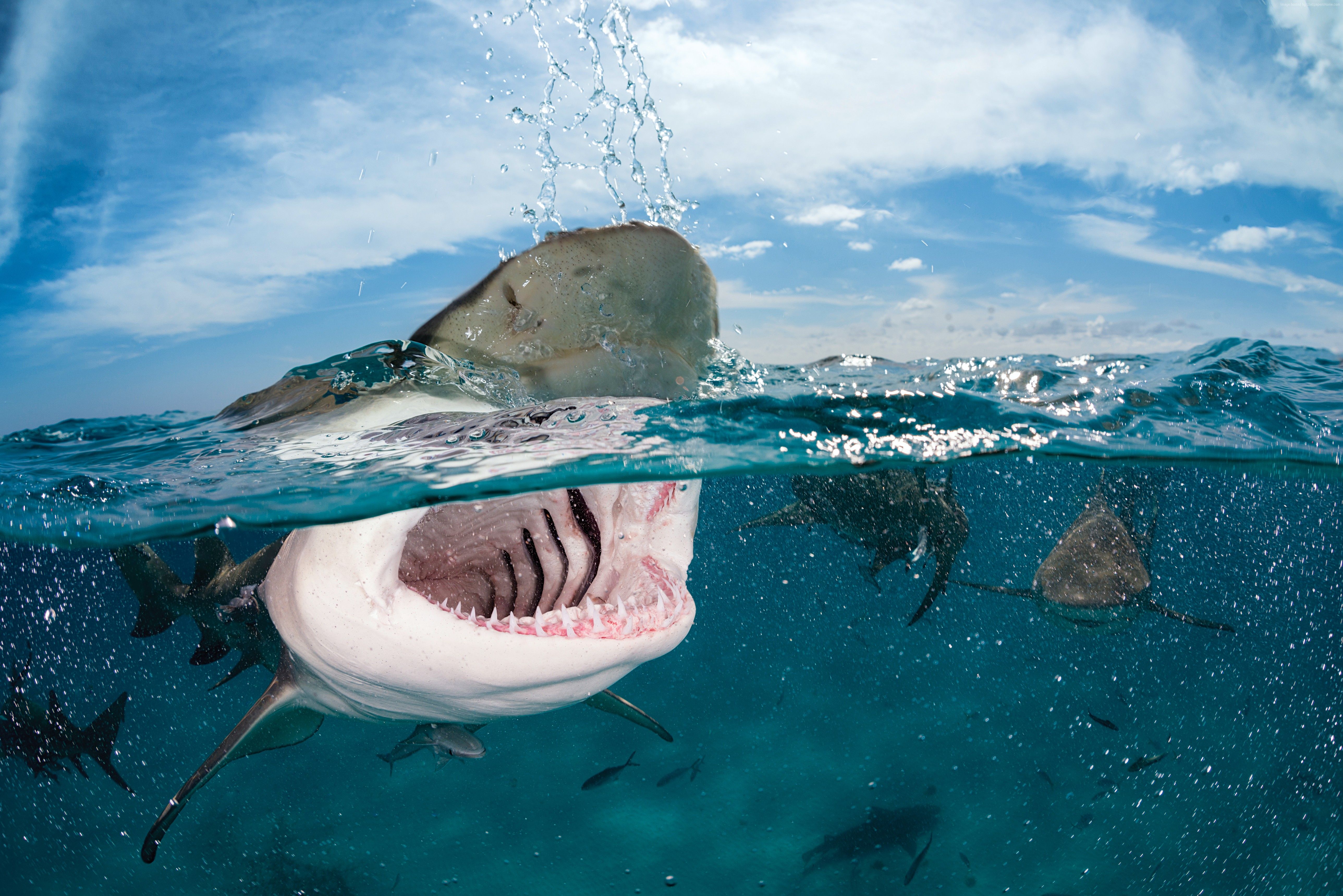 4k Wallpaper Shark Indian Caribbean Atlantic Ocean Wallpaper