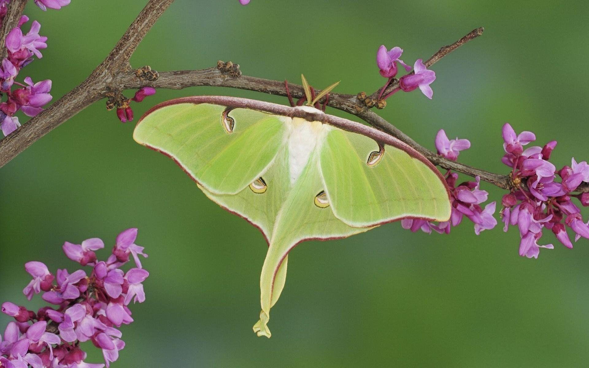 Luna Moth HD Wallpaper and Background Image