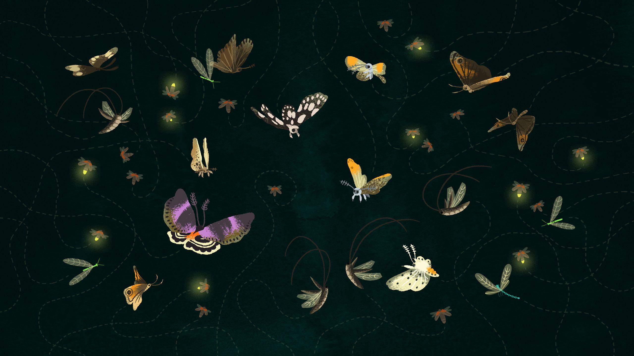 Moths image Butterflies, Moths, and Fireflies HD wallpaper