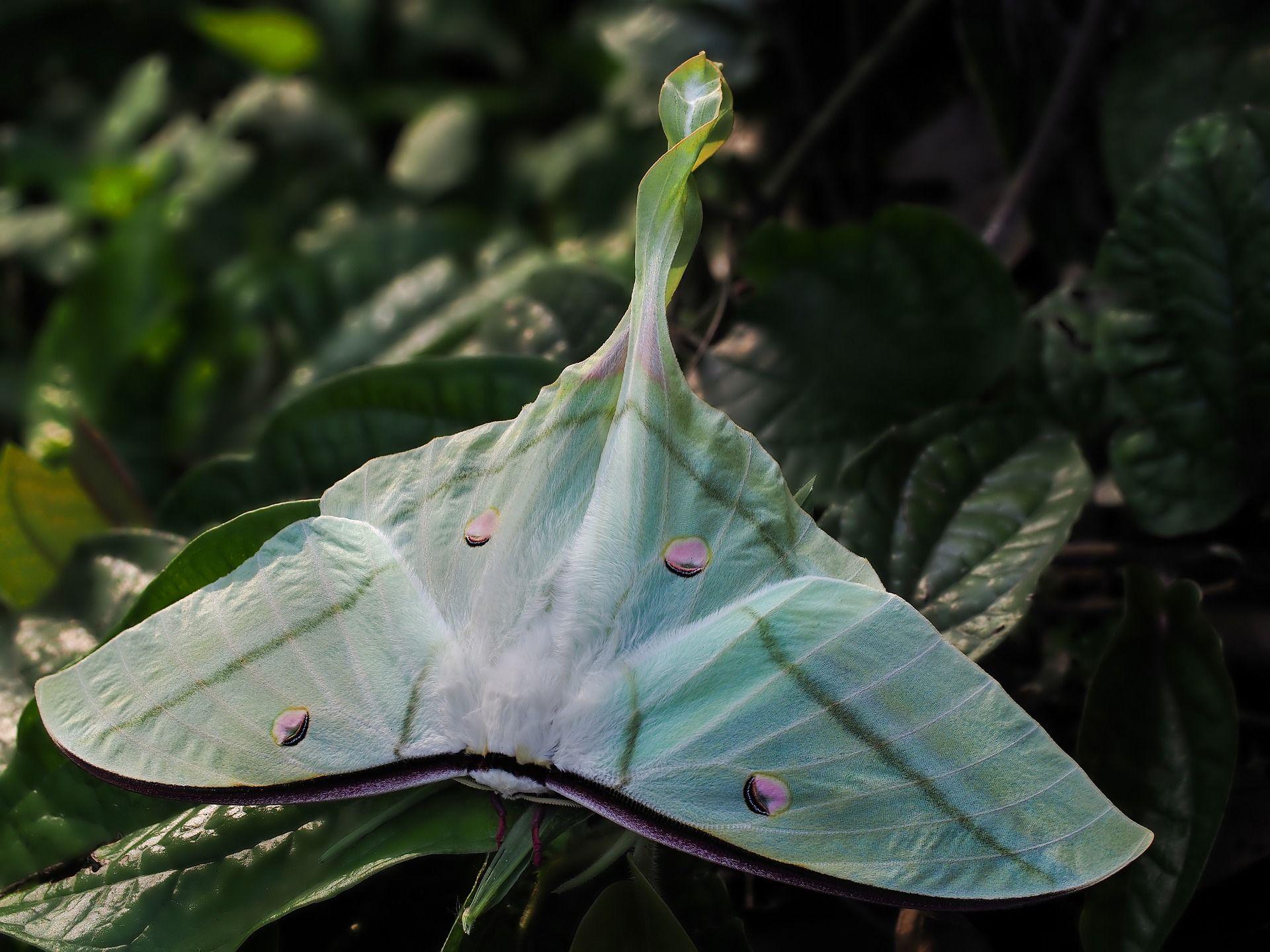 Download Animal Luna Moth Moth Insect HD Wallpaper