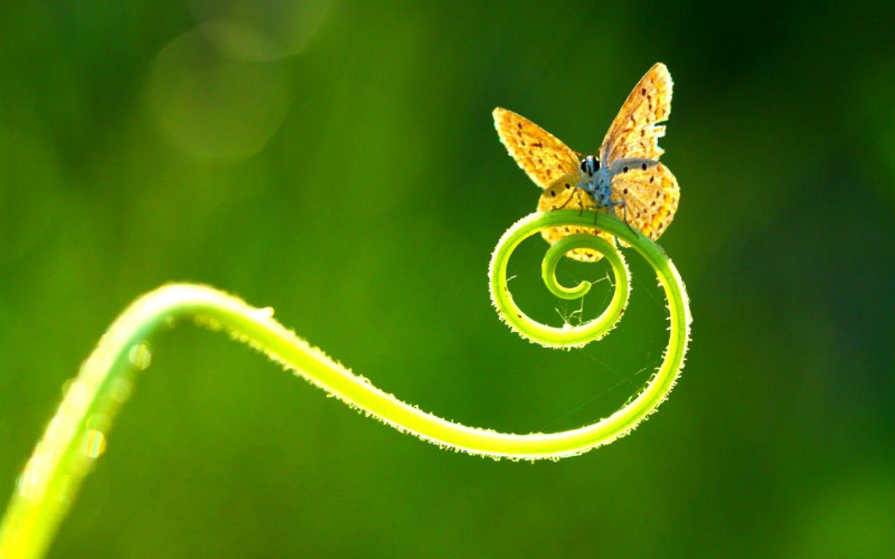 Wallpaper Tagged With Green: Butterfly Yellow Animals