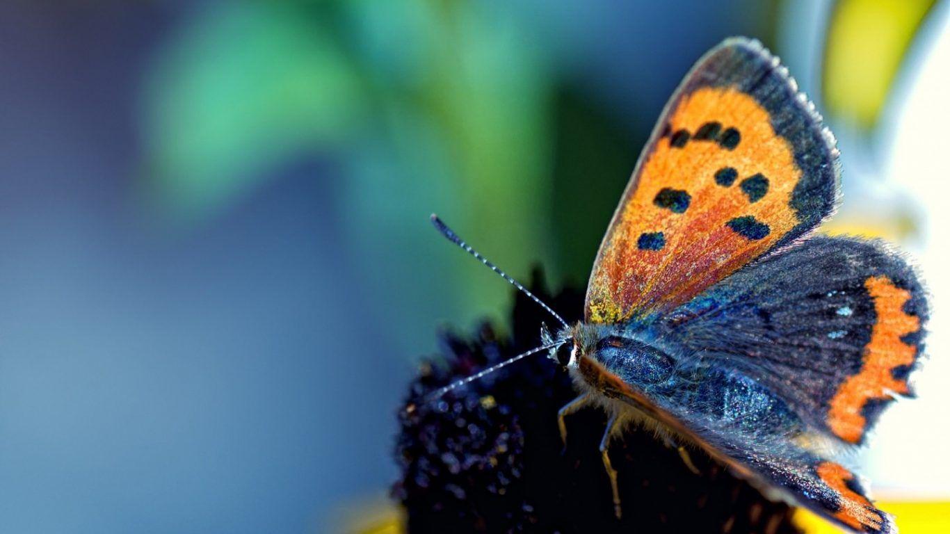 Butterflies: Nice Animal Luna Flower Moth Actias Wallpaper Desktop