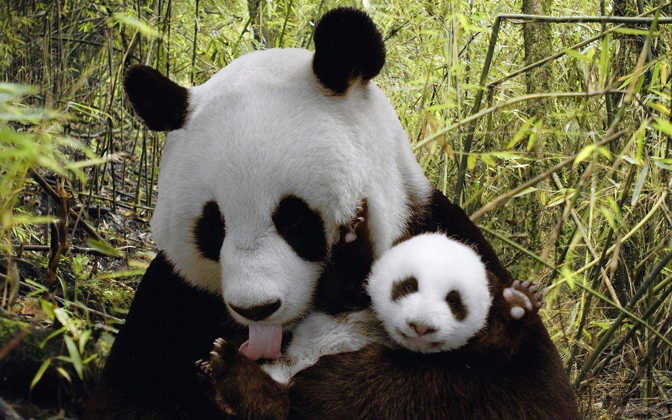 Baby Panda Wallpaper 1920×1200 for Windows. Wallpaper Mania Latest