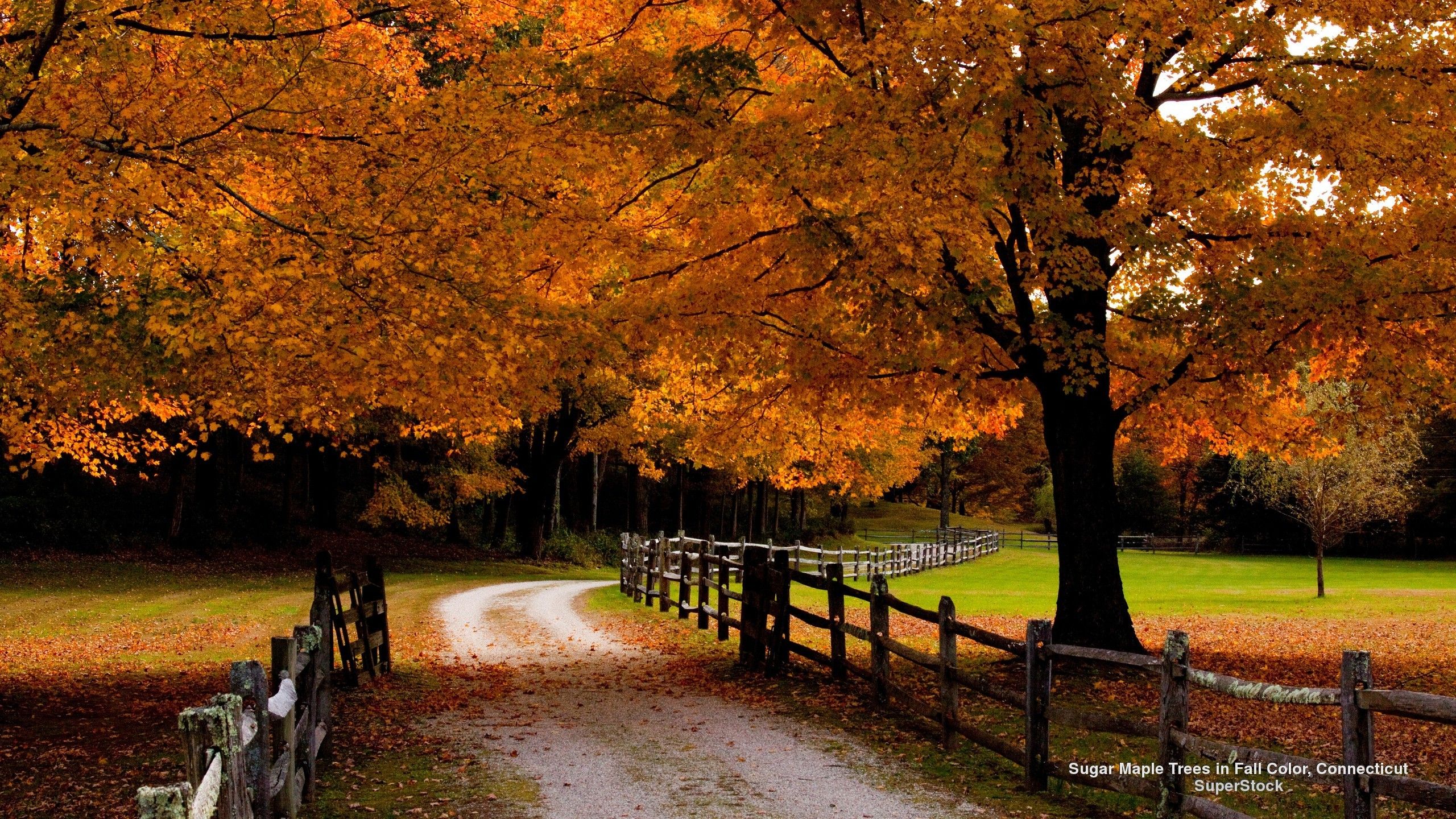 New England Fall Wallpaper Forest Autumn Path New England Fence