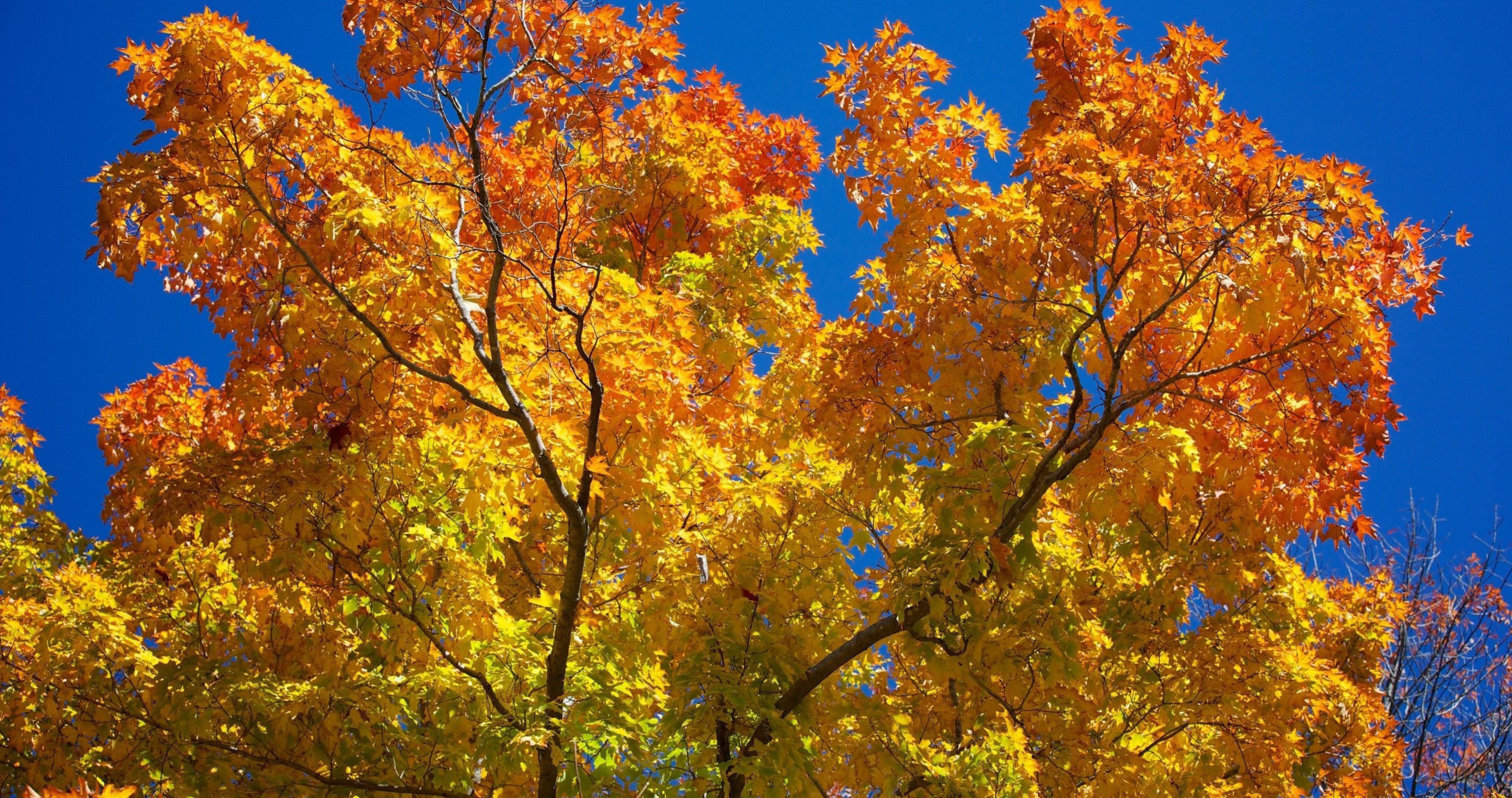 fall in new england 4k ultra HD wallpaper. sharovarka