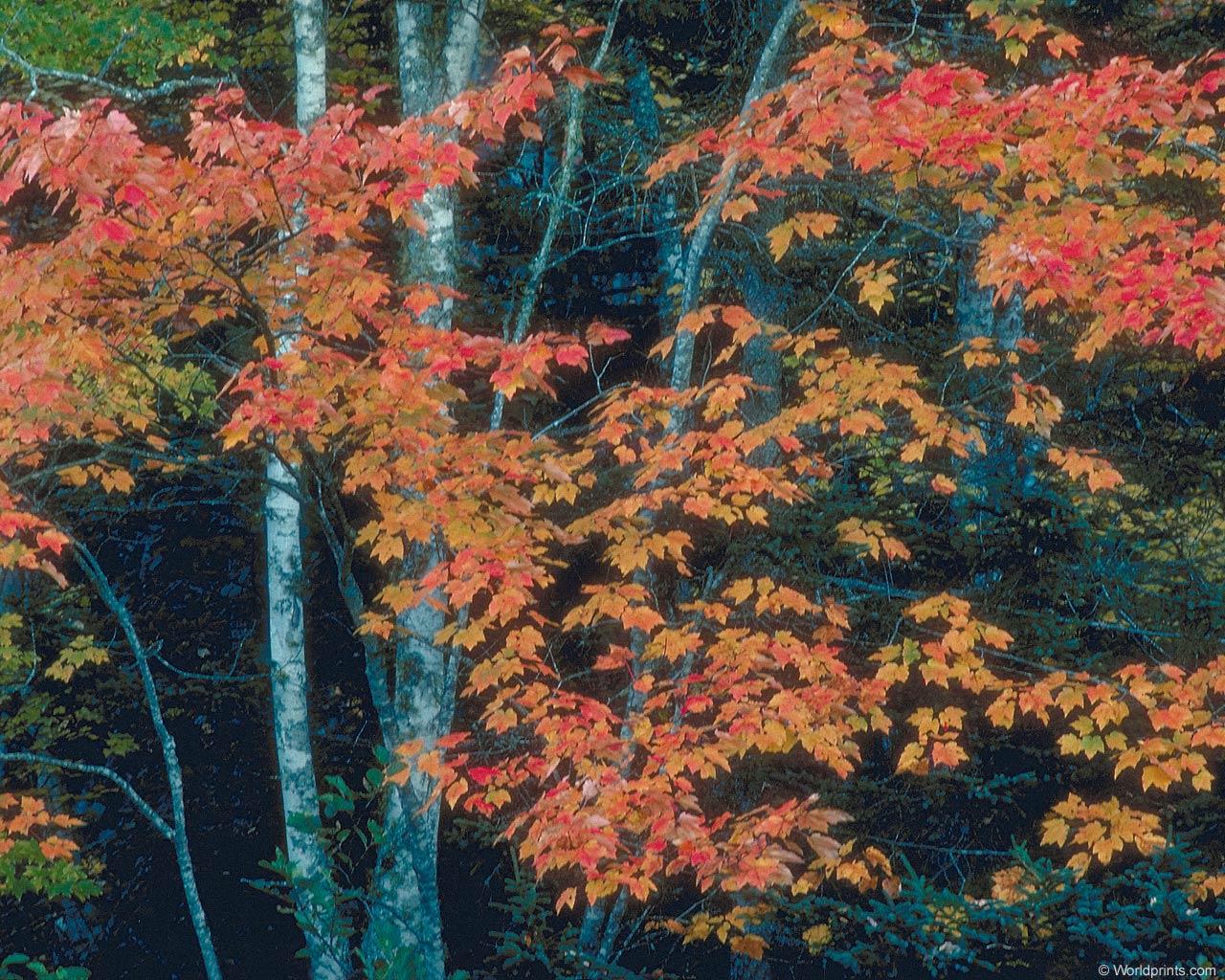 New England Wallpapers - Wallpaper Cave