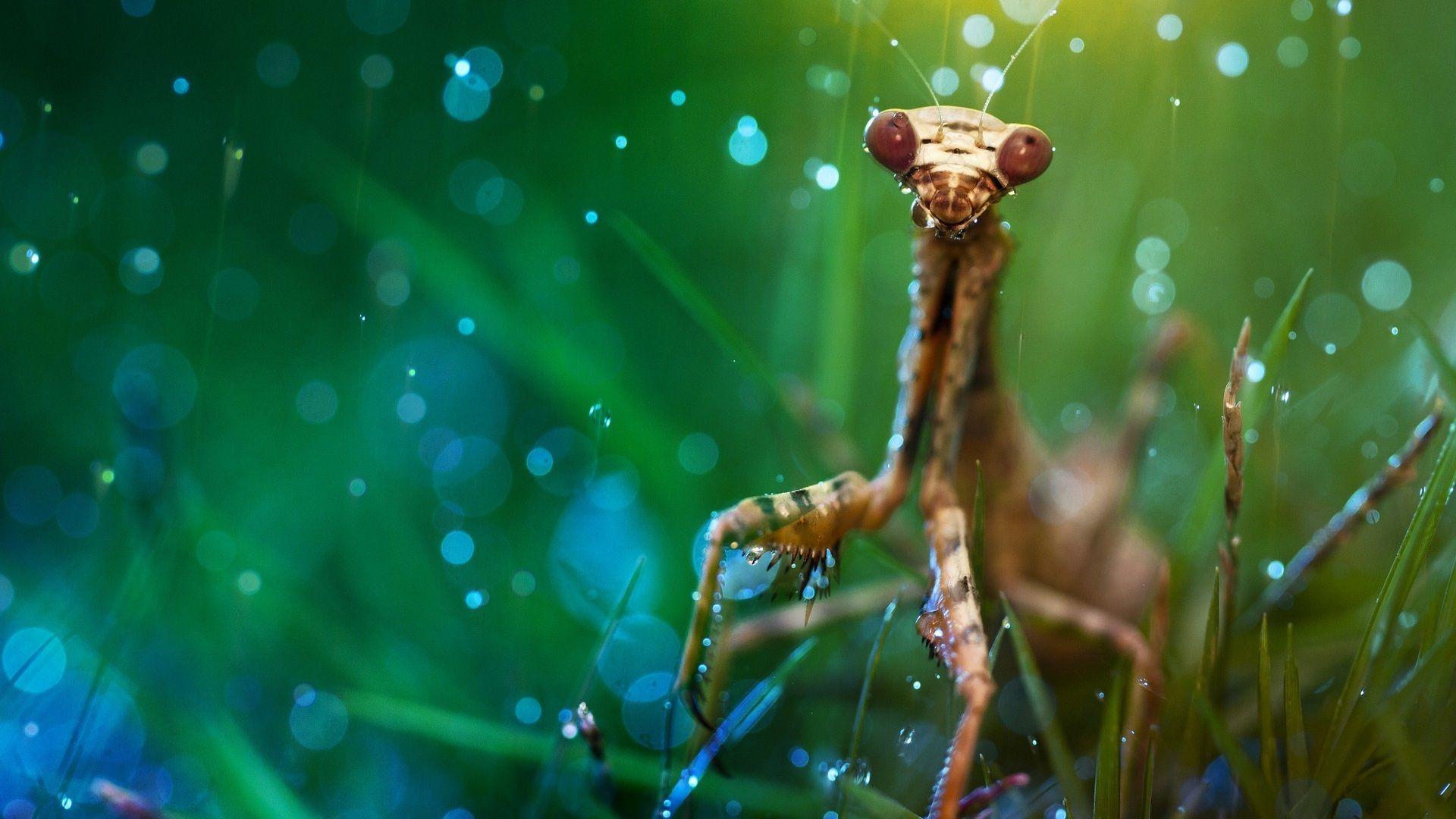Awesome Praying Mantis Wallpaper Android Wallpaper. Bugged