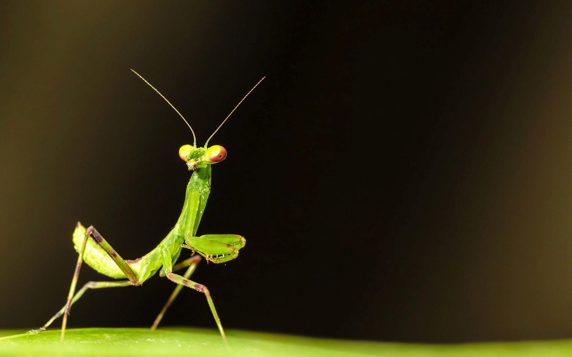 Praying Mantis Wallpaper 5 X 1200