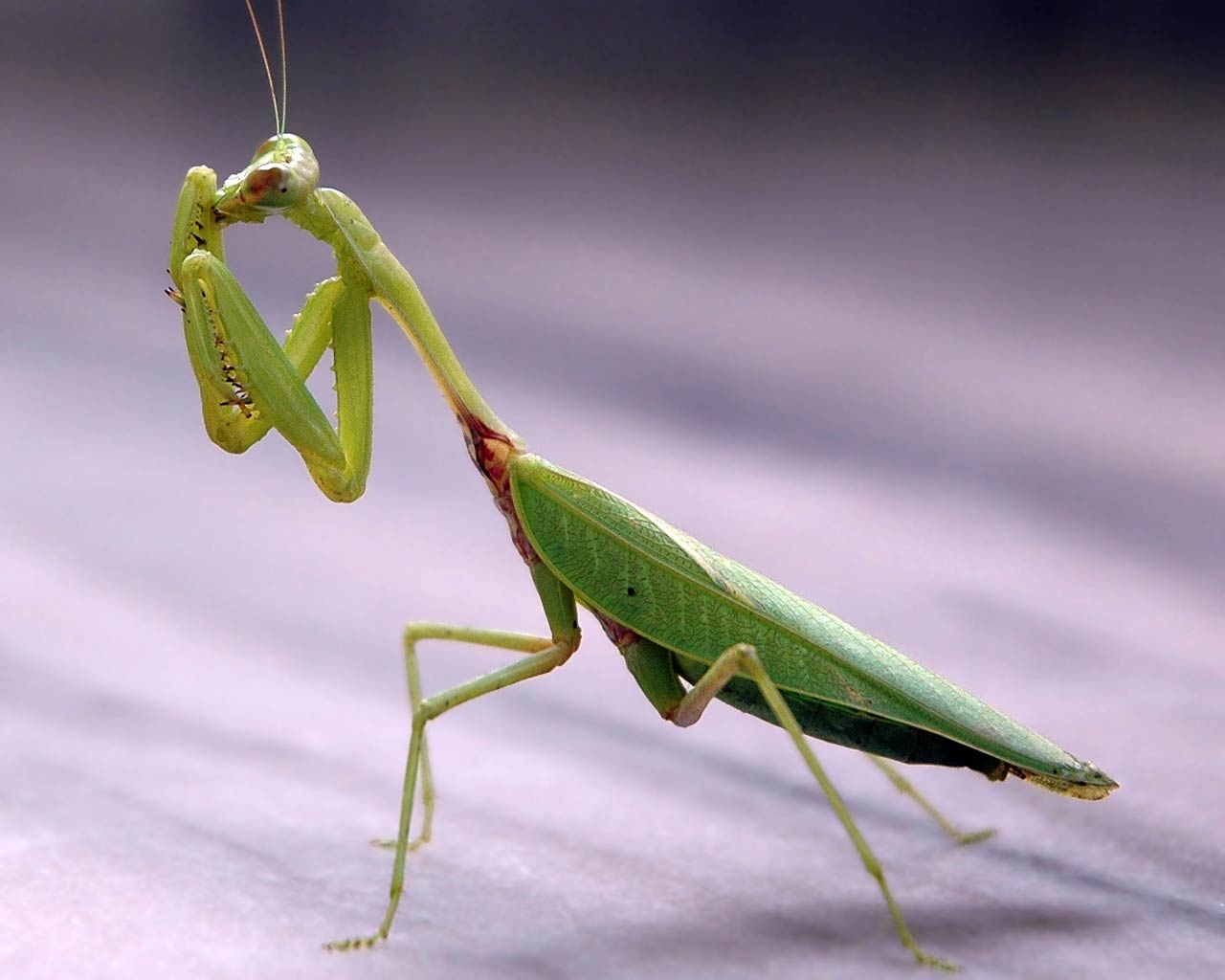Praying Mantis Wallpaper