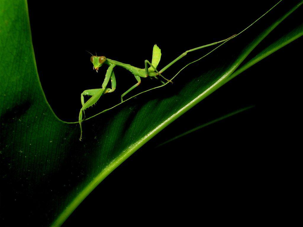 Praying Mantis