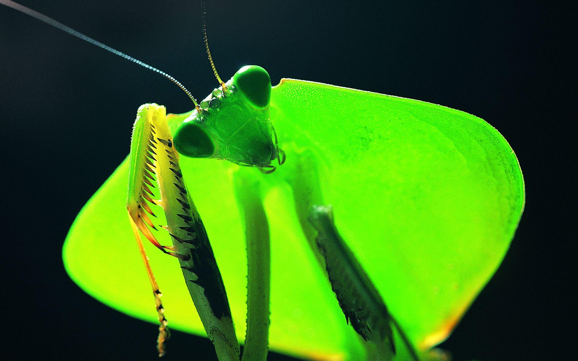 Praying Mantis HD Wallpaper