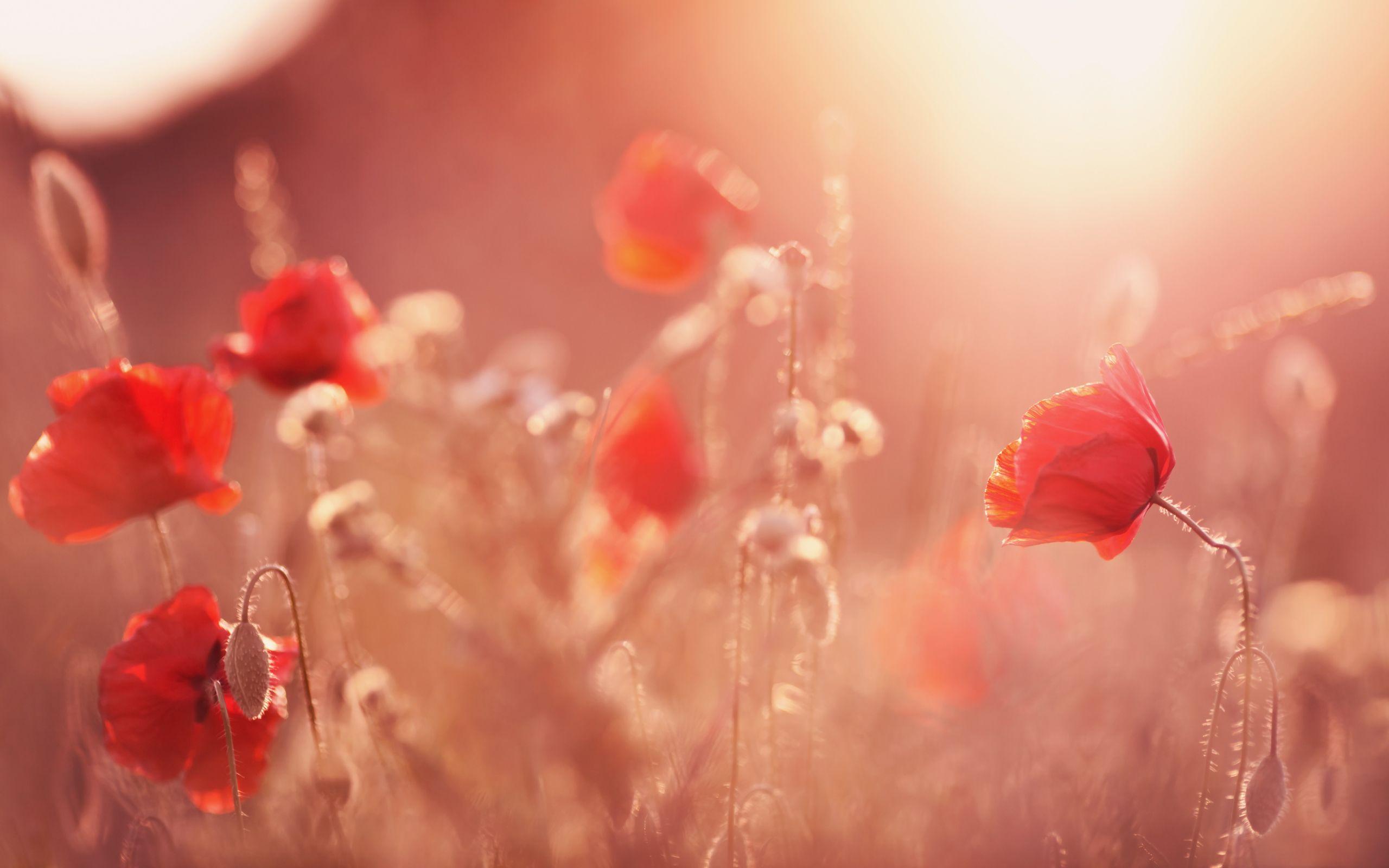 Daily Wallpaper: Sunset Poppy Field. I Like To Waste My Time