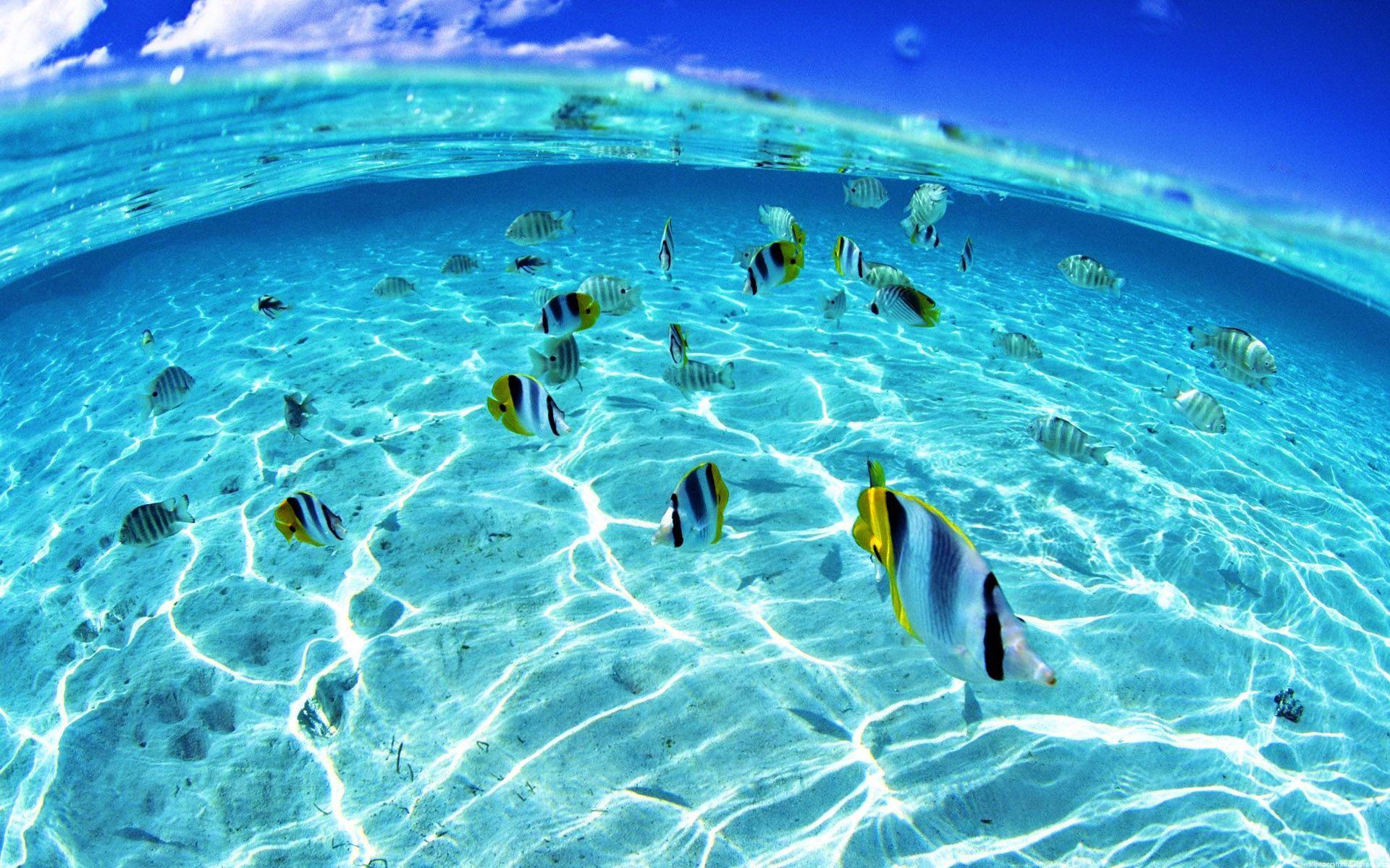High Quality 3D Sea Fish Wallpaper HD Image Desktop PC. رؤرؤرؤ