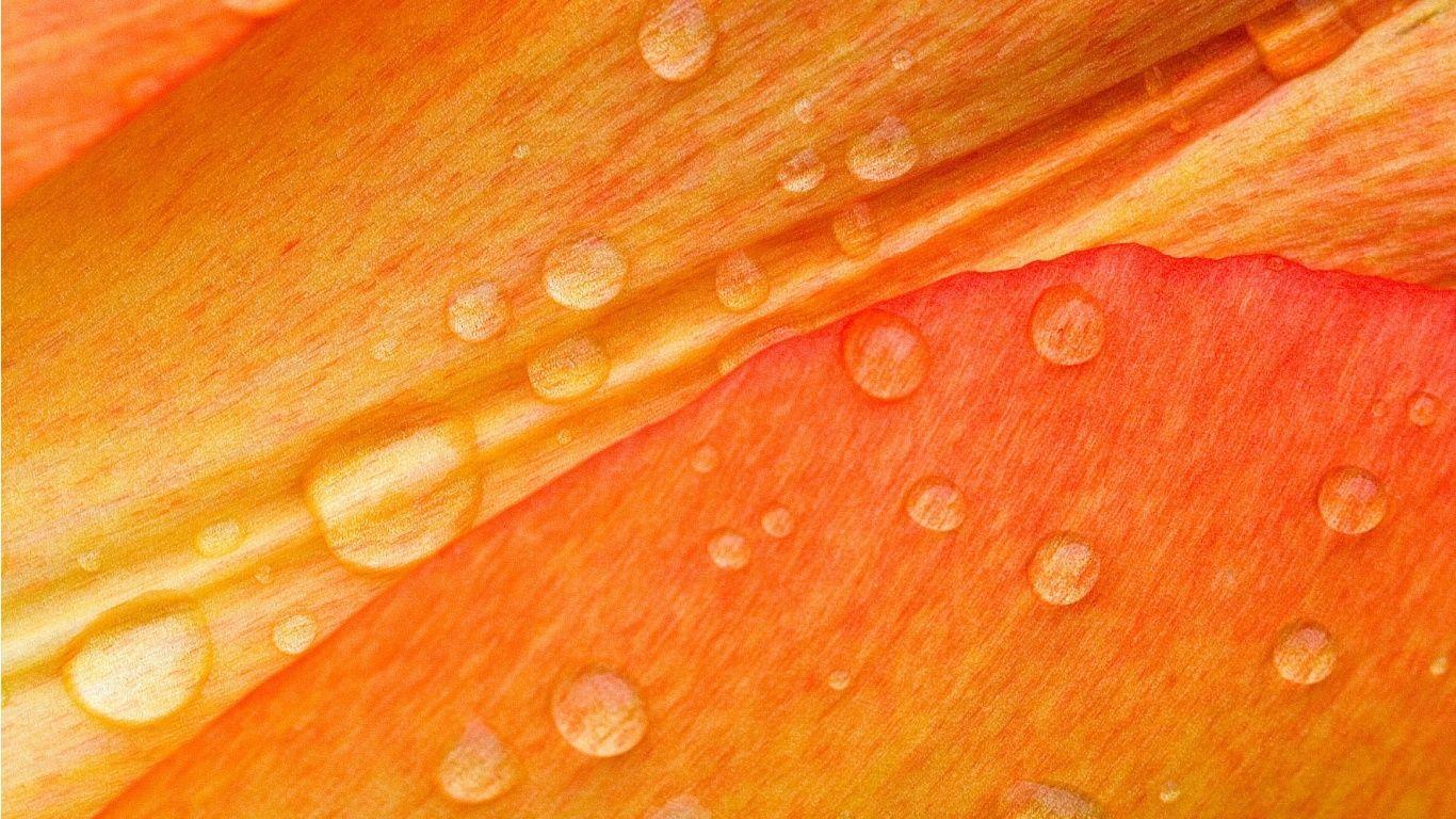 Orange Color HD Wallpaper: Find best latest Orange Color HD