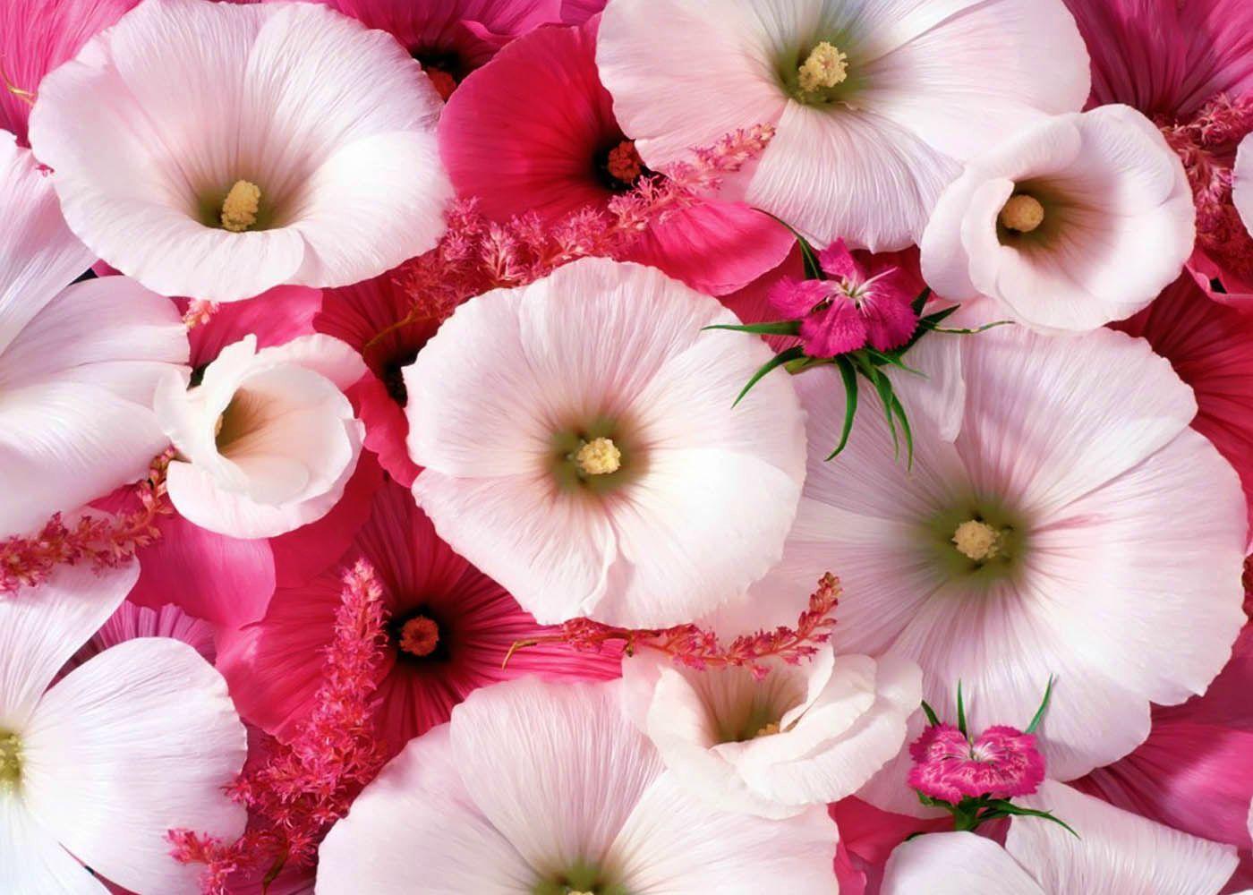 Beautiful Flower Image Wallpaper