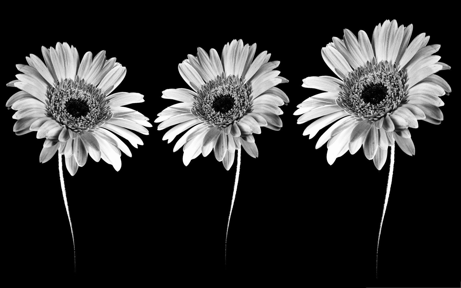Cúc hoạ mi. Black and white flowers, Flowers black background, White flowers