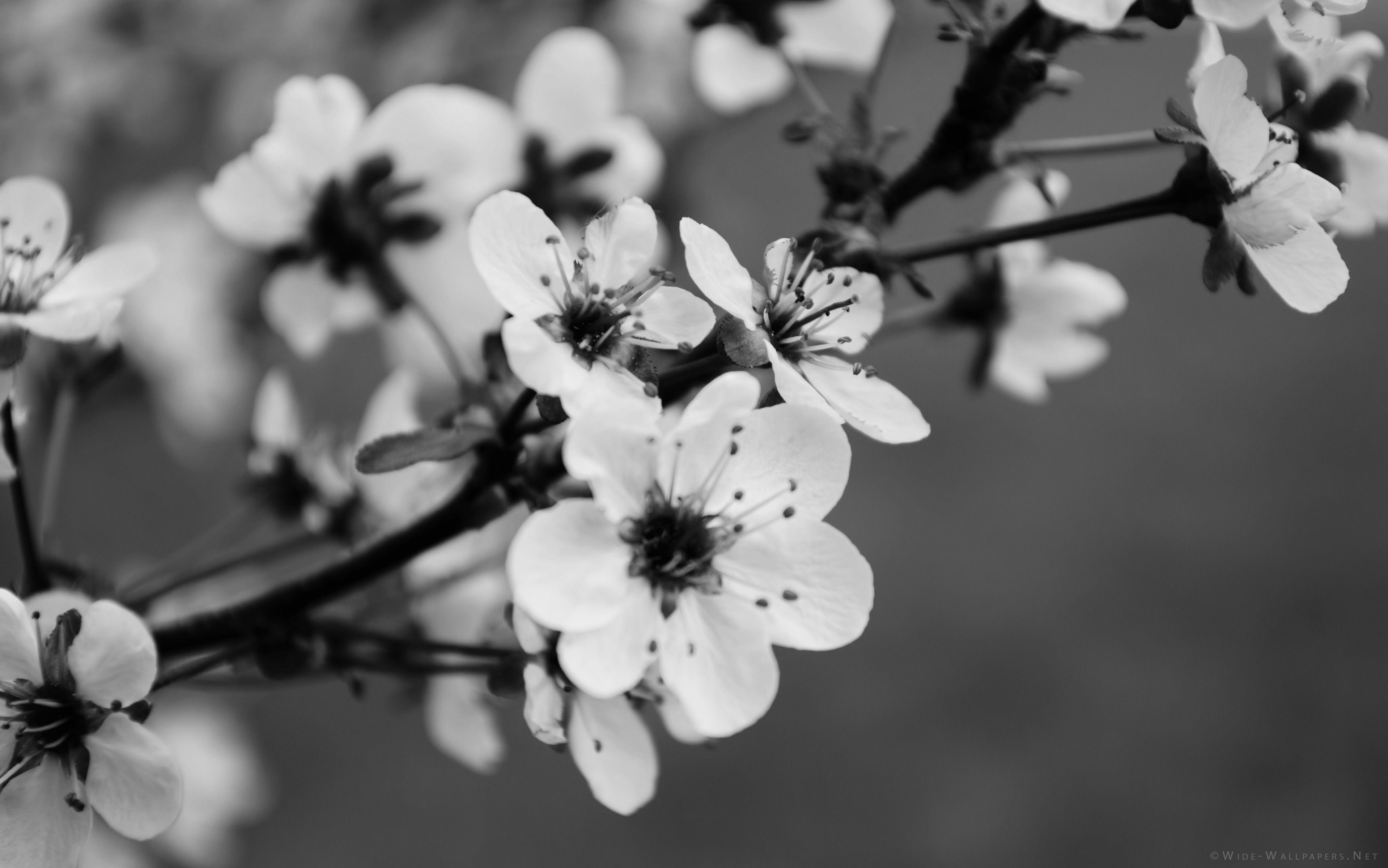 Black And White Flowers Wallpapers - Wallpaper Cave