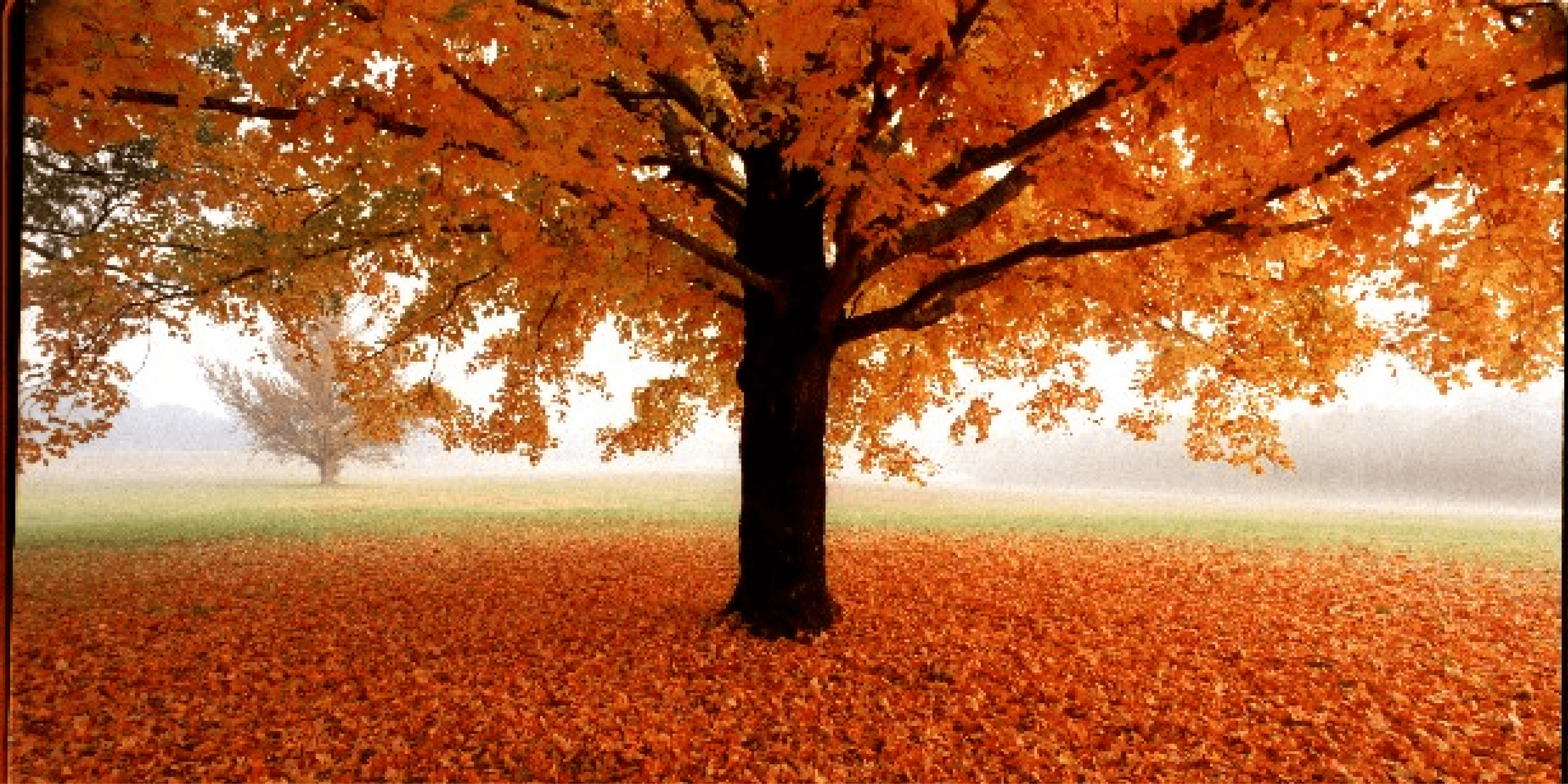 Fall Pics