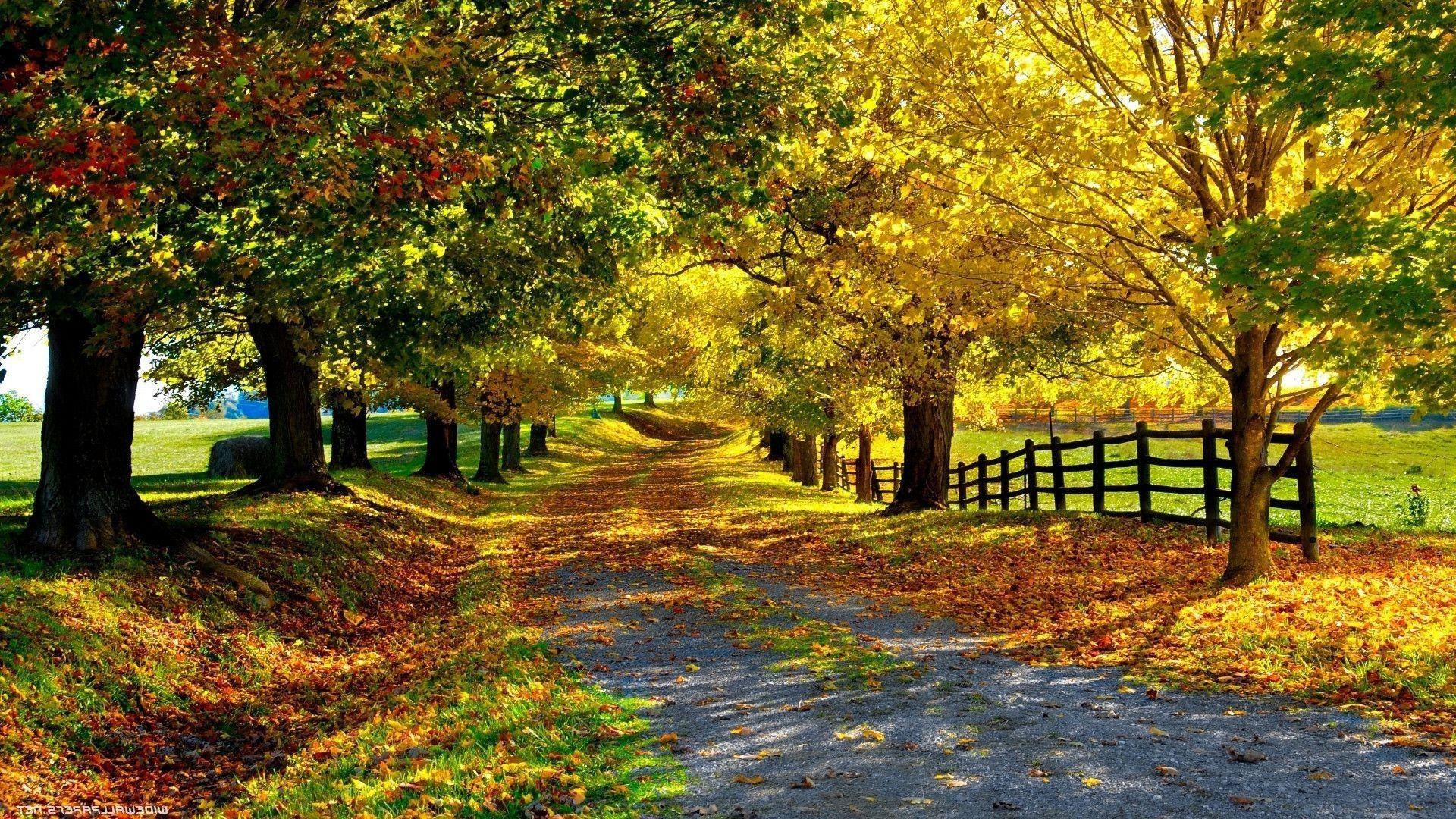 Beautiful Fall Season Park Autumn Nature Leaves Desktop Background