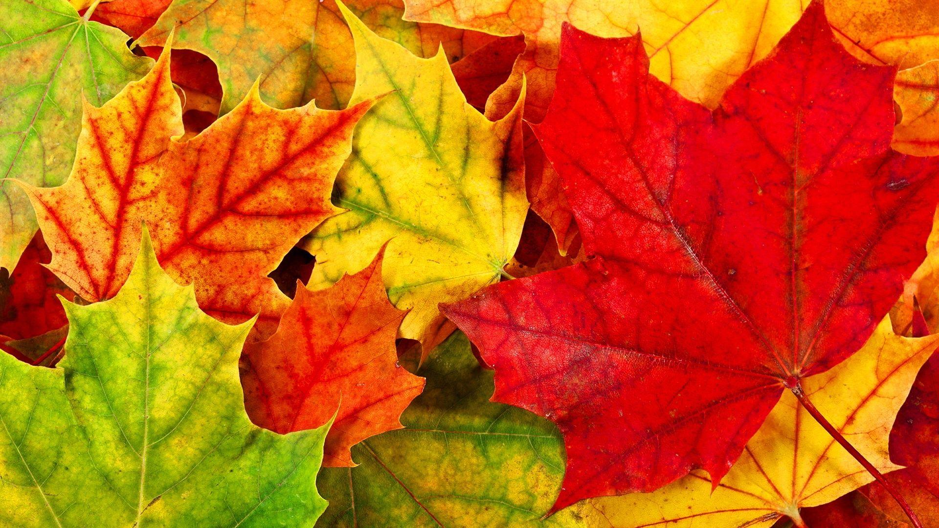 Falling Autumn Leaves Hd Wallpaper : Wallpapers13.com