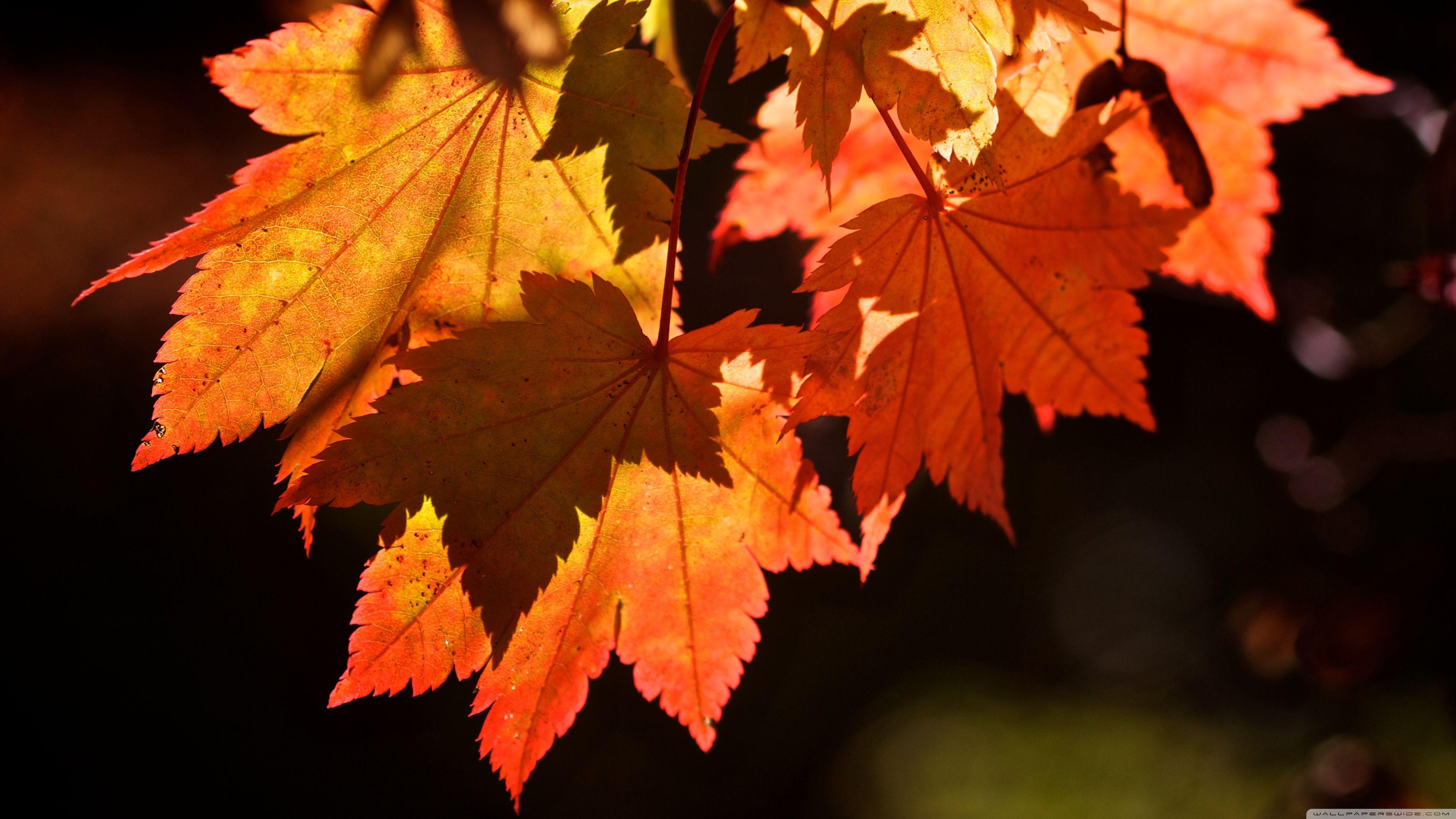 Autumn Leaves ❤ 4K HD Desktop Wallpaper for 4K Ultra HD TV • Tablet