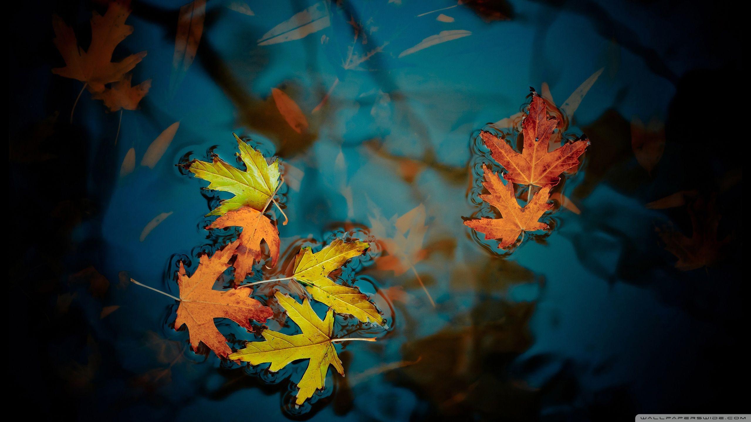 Autumn Leaves Hd Wallpapers - Wallpaper Cave