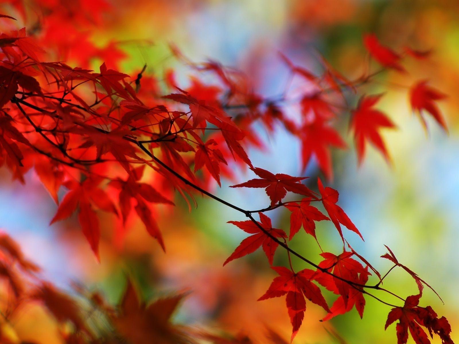 Autumn image Autumn leaves HD wallpaper and background photo