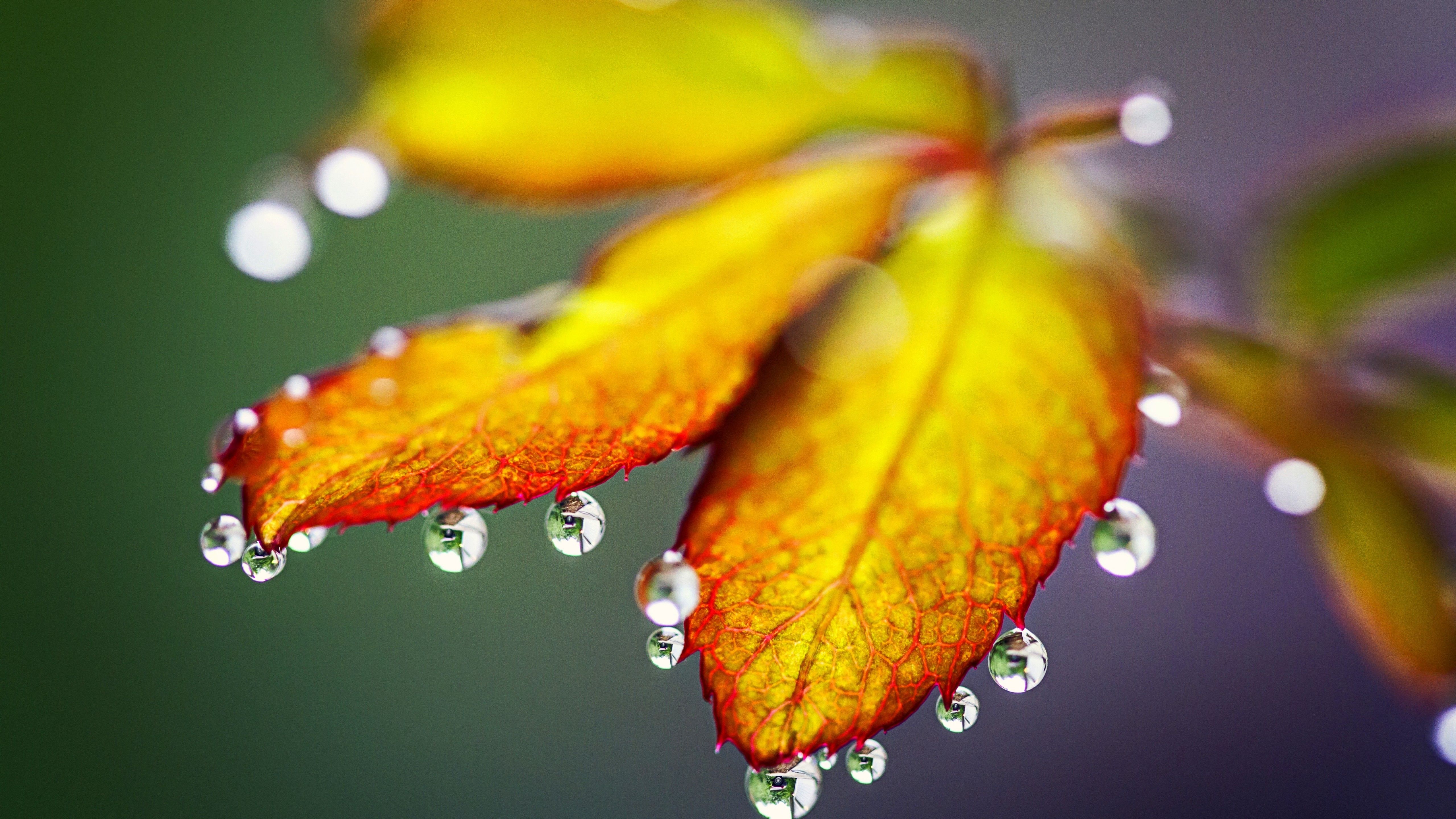 Wallpaper Autumn leaves, Rain drops, HD, 4K, Photography