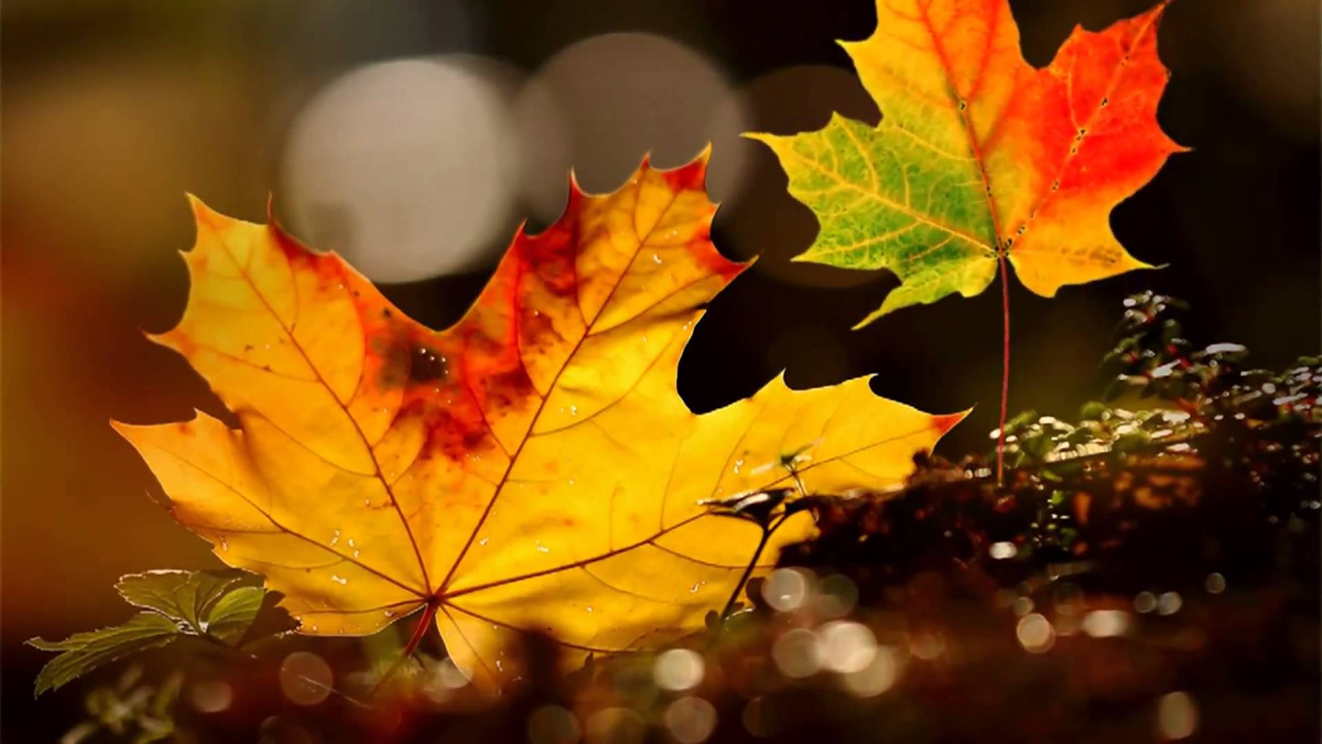 Autumn Leaves Hd Wallpapers Wallpaper Cave