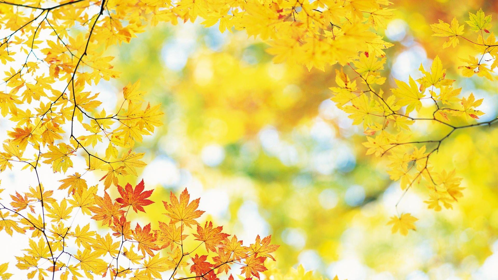 Autumn Yellow Leaves 2018 Wallpaper