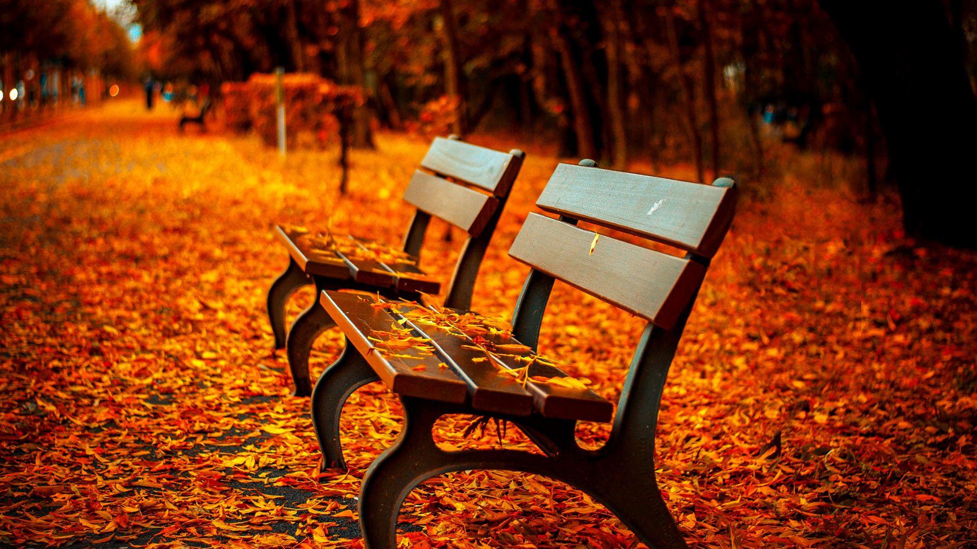 Autumn Scenes Wallpaper background picture