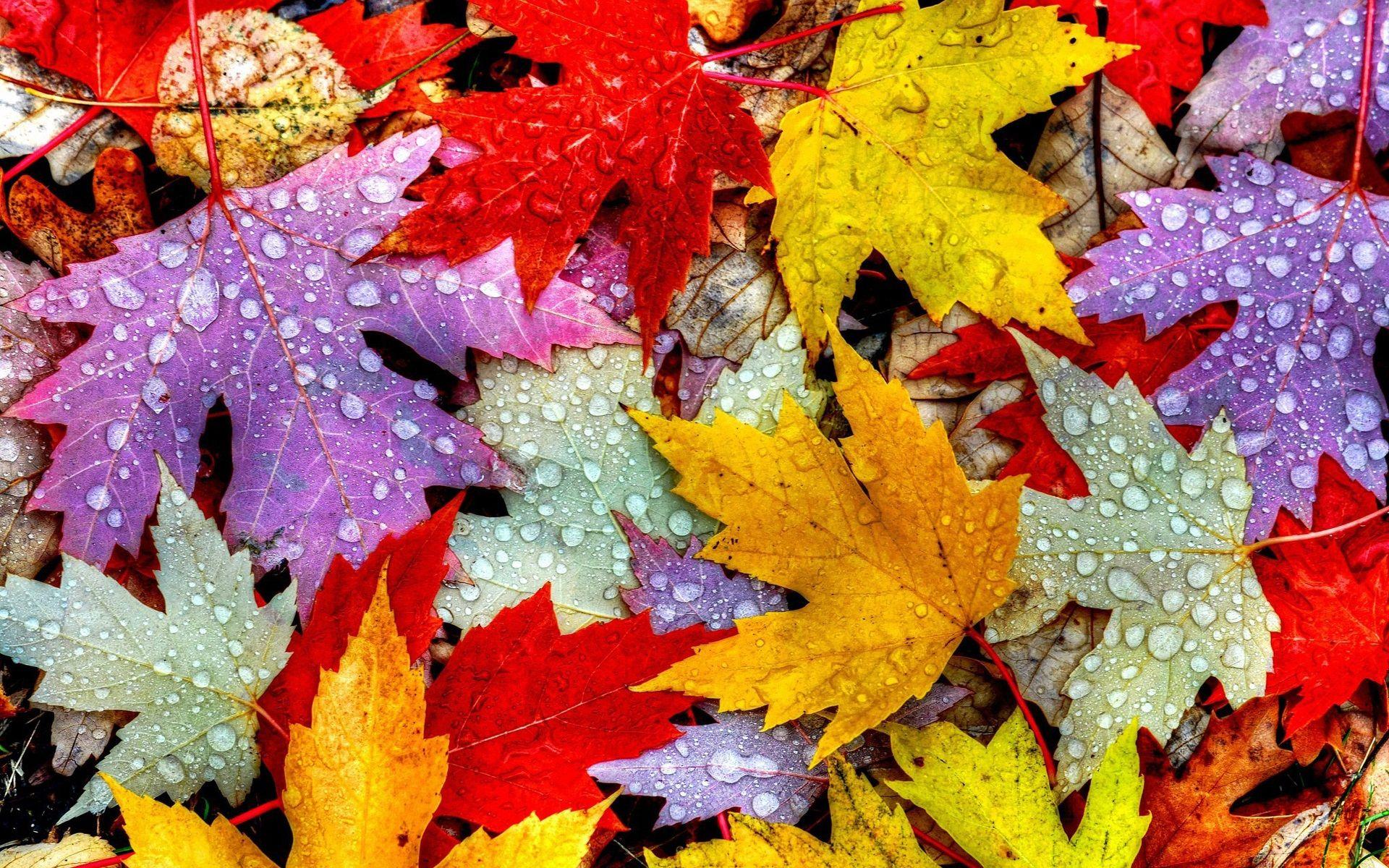 Water Drop and Autumn Leaves Wallpaper 54