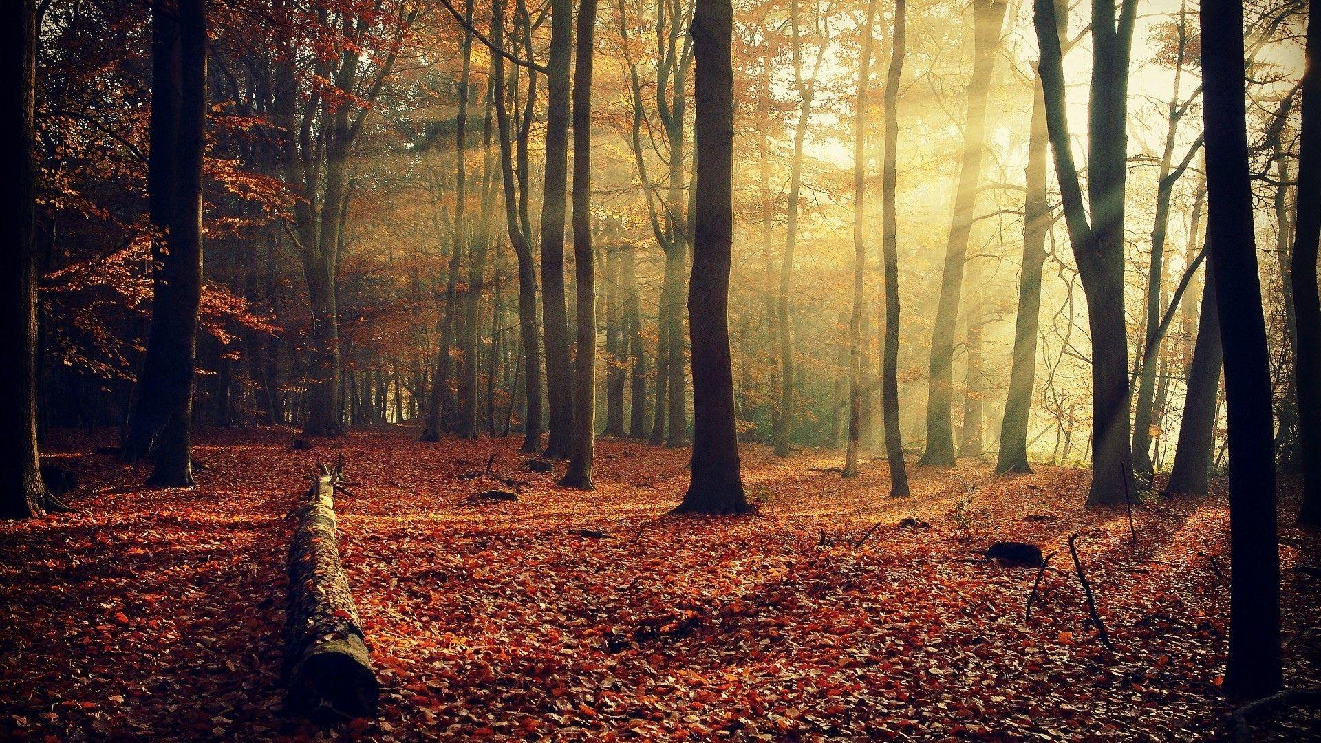 Wallpaper.wiki Autumn Forest Sunshine Full HD Background PIC