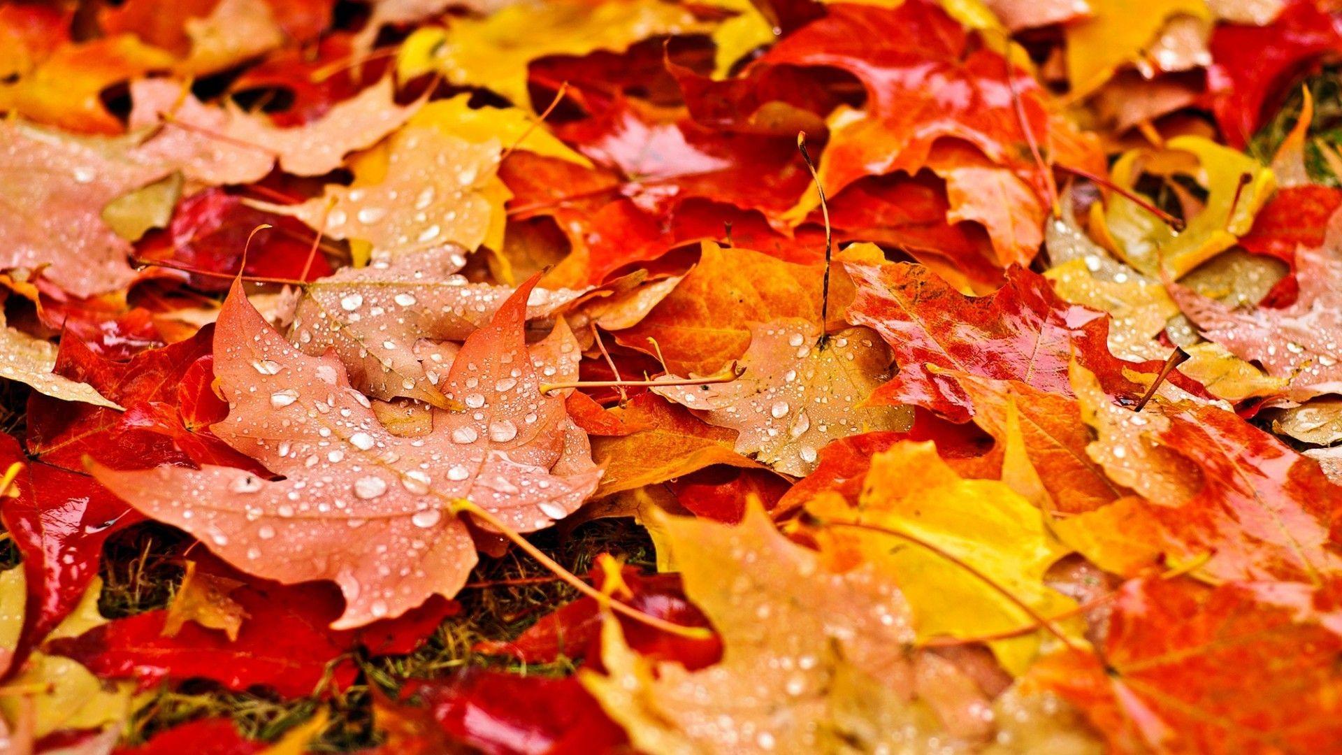 Water Drop and Autumn Leaves Wallpaper