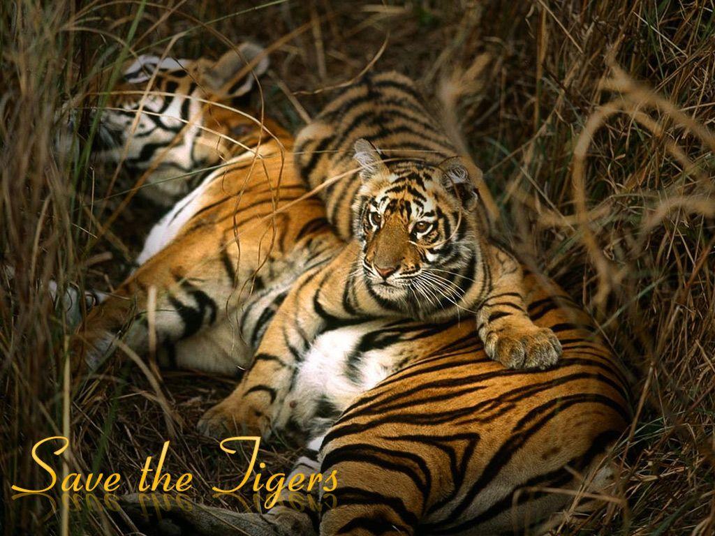 Please save the tiger!!!. Riddhima's Weblog
