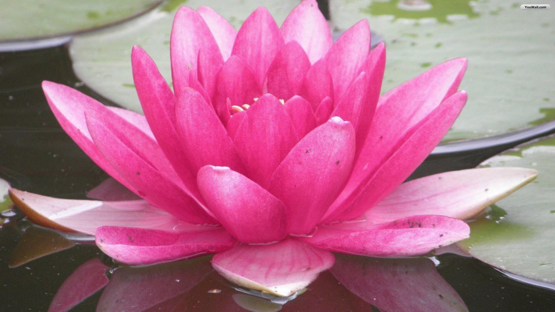 Flowers Water Lily Pink. water lilies. Pink wallpaper, Water