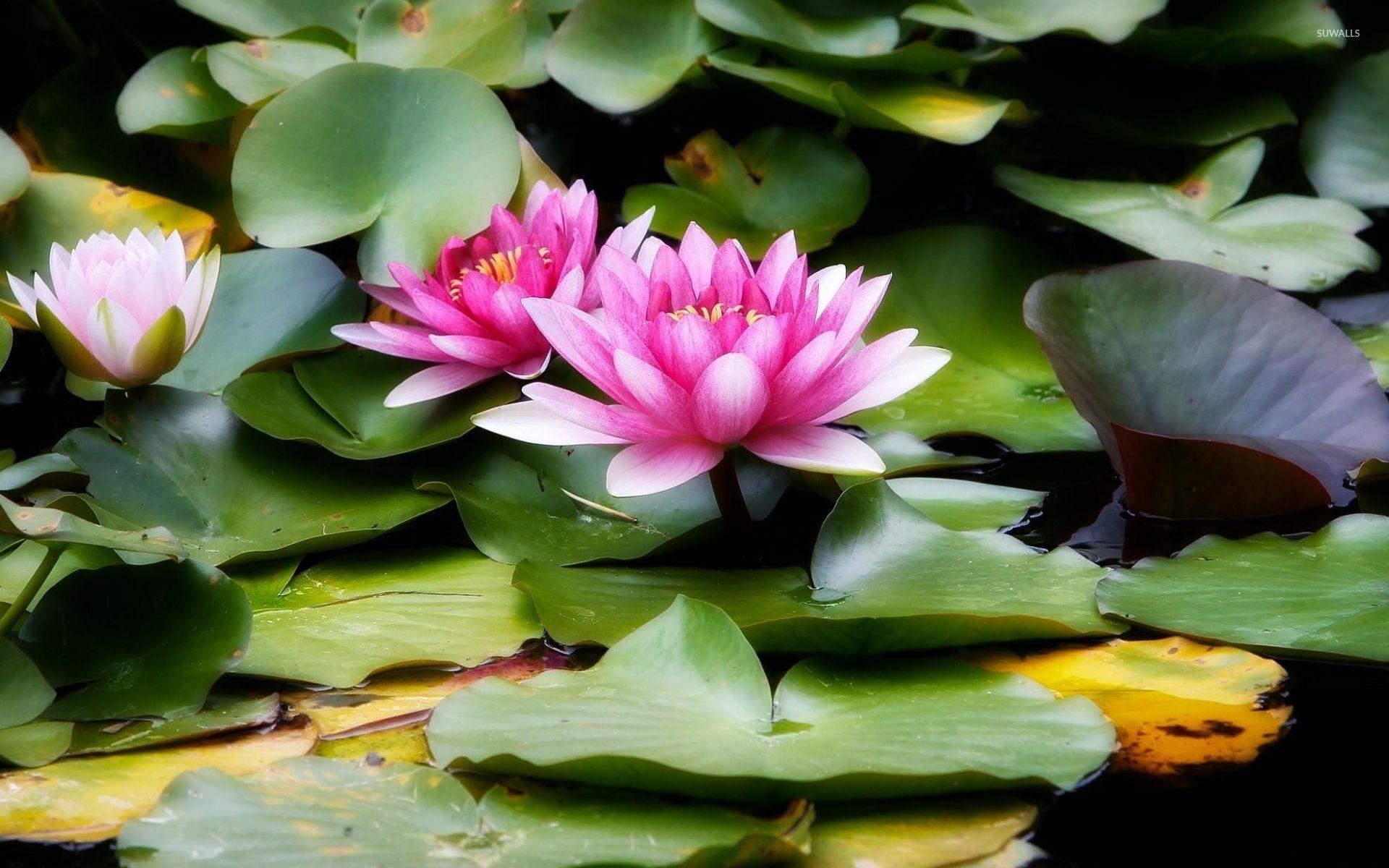 Pink water lilies wallpaper wallpaper